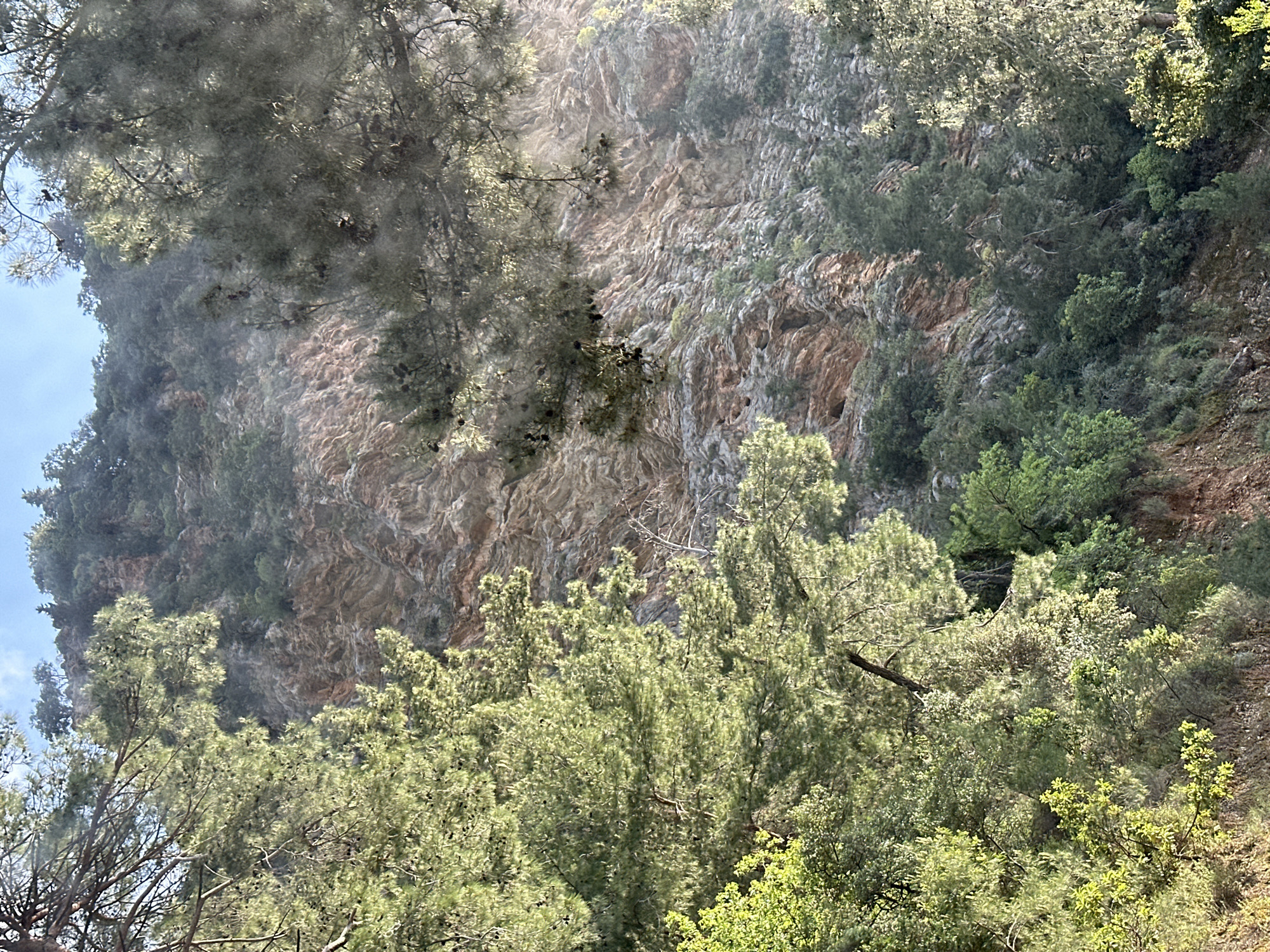 The image captures a vibrant natural landscape, likely a mountainous or coastal region in Fethiye, Turkey. The primary subject is a steep, rugged cliff face that rises vertically, covered extensively with diverse vegetation. The rock surface itself displays a textured pattern of grey, brown, and ochre tones, with visible layers and natural crevices.
Dense green foliage, dominated by what appear to be coniferous trees (possibly pine trees, with visible pinecones on some branches) and various shrubs, covers both the foreground and sections of the cliff face. The lighting suggests a bright, sunny day, possibly late morning or early afternoon, with strong sunlight creating highlights on the upper parts of the trees and illuminating portions of the rock, while other areas remain in shadow. A small patch of clear blue sky is visible in the upper left corner.
There are no visible people, animals, or man-made structures, emphasizing the natural, untouched quality of the scene. No text is visible in the media.
