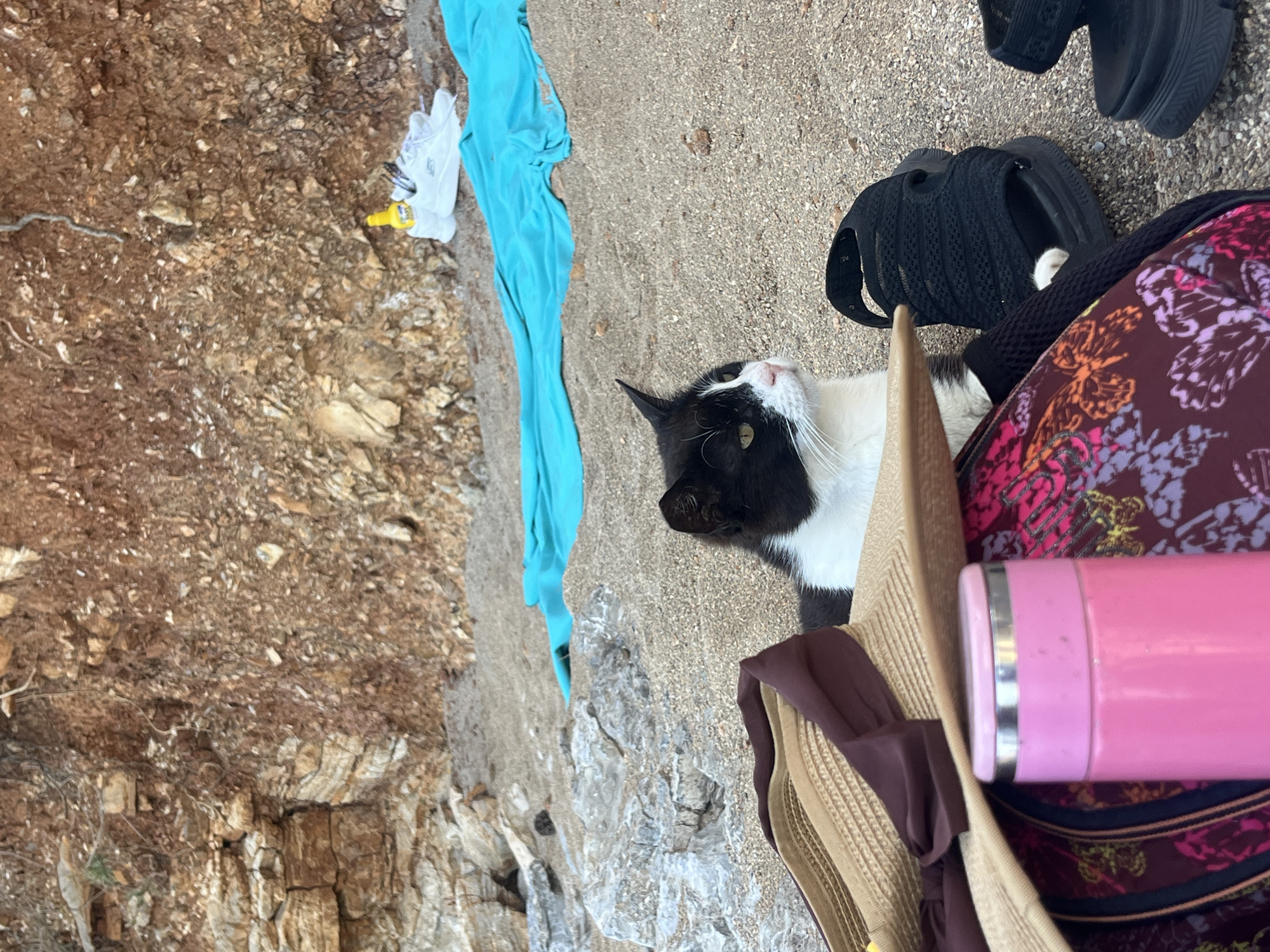 The photograph, taken outdoors, appears to be at a beach in the city of Budva, Montenegro, as suggested by the rocky terrain. A black and white cat lies on the sand next to personal items. These items include a pair of black sandals, a multi-colored bag with a pink thermos inside, a light tan hat with a dark brown ribbon, a turquoise garment, white sneakers, and a bottle of suntan lotion. The composition suggests the photograph was taken during daylight hours. The cat is positioned in the center of the frame, drawing immediate attention. The image provides a glimpse into a casual beach setting, emphasizing the cat as a central subject among various personal belongings.