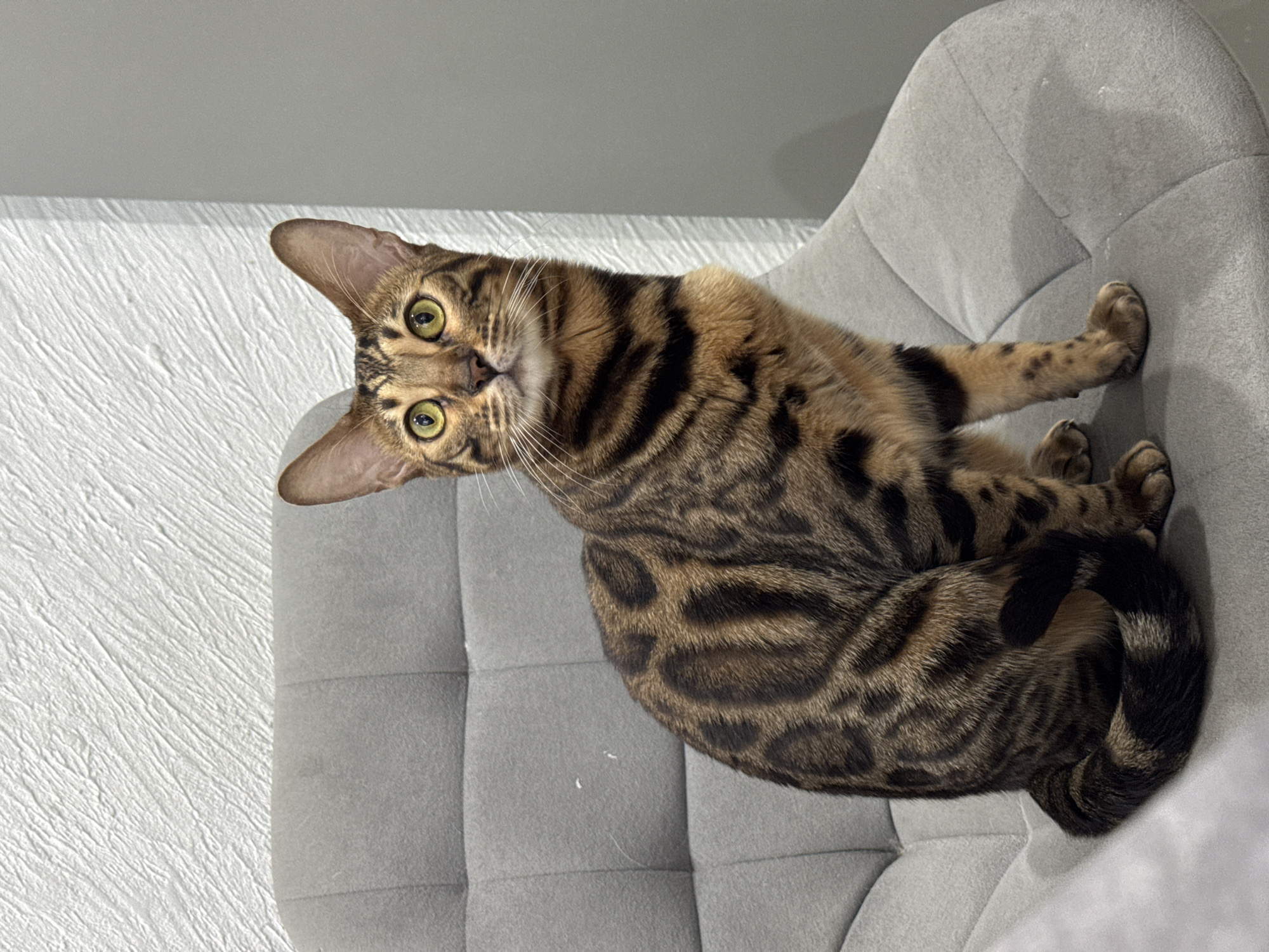A Bengal cat is sitting on a gray upholstered chair. The cat is positioned at a slight angle, looking directly at the camera. The chair is positioned in front of a textured white wall and a gray wall.