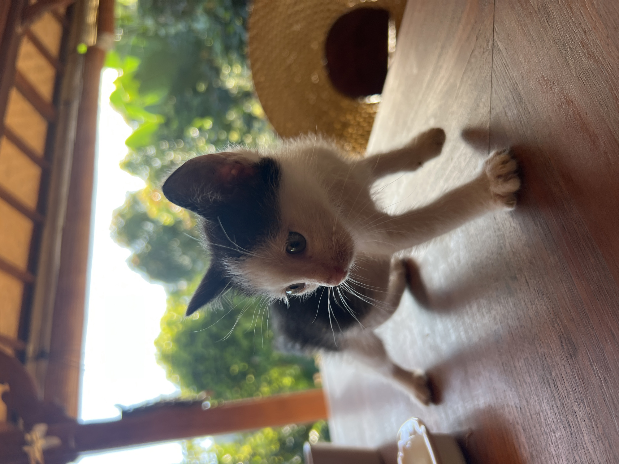 A kitten is standing on a wooden surface. The kitten is black and white with white paws and long white whiskers. The kitten is looking down and reaching forward with its front paws. In the background, there is a straw hat on the table and a view of a green, out-of-focus landscape through a window. The window frame appears to be wooden. The photo was taken in Pupuan, Indonesia.