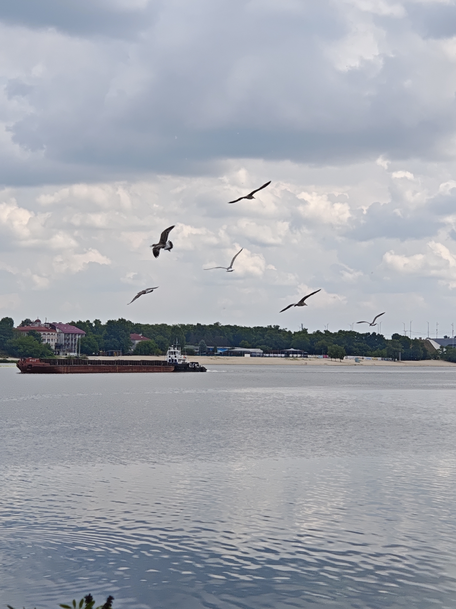 The image depicts a wide river with calm, rippling water reflecting the overcast sky. In the distance, along the riverbank, is a line of trees, behind which are several buildings, including a large one with a red roof. A barge, likely a cargo barge, is being pushed by a tugboat. Several seagulls are in flight across the sky, some of them positioned above the water and the barge. The scene appears to be located in Kyiv, Ukraine, possibly along the Dnipro River, given the presence of a wide river, city architecture, and the general landscape. The weather is cloudy, suggesting a possibly cooler or rainy day. There are no visible people in the image, only the barge, tugboat, buildings, trees, river, and the flying birds.