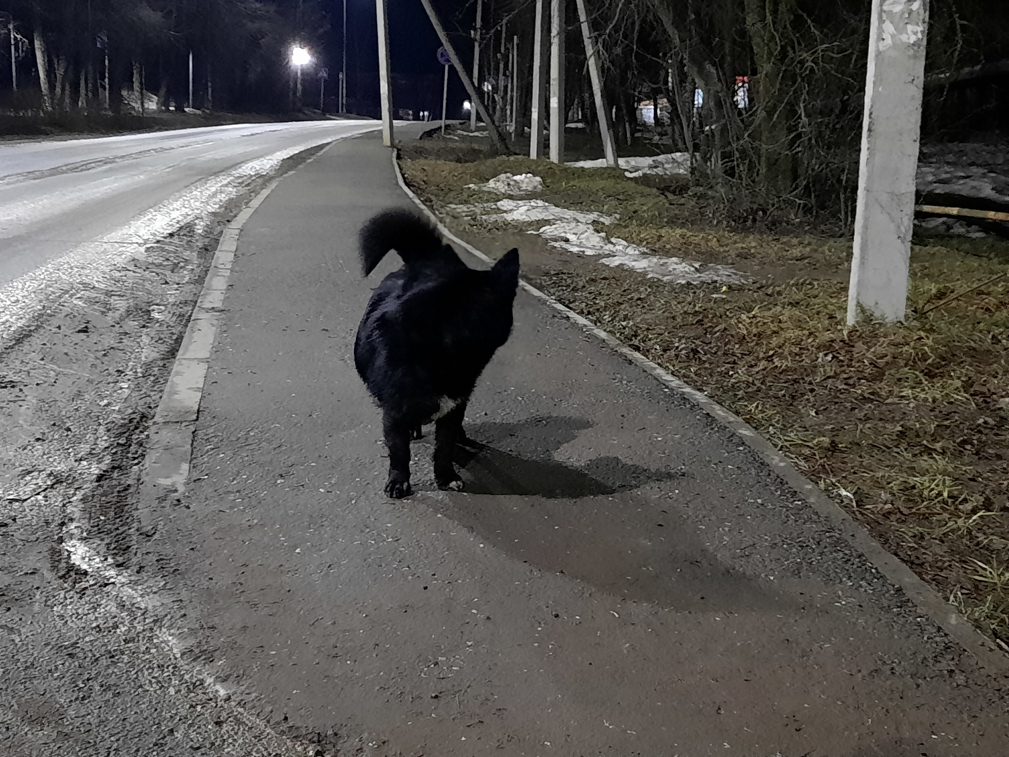 A black dog walks away from the viewer on a sidewalk. The location is Krasnogorskoye, Russia, indicated by the presence of road and street lighting infrastructure typical of urban or suburban areas. The scene is at night, the illumination provided by street lights which cast long shadows. Adjacent to the sidewalk is a road with light colored tire tracks and other roadway debris. The roadside consists of dried grass, leaves, and patches of snow. A concrete pole is present on the sidewalk.