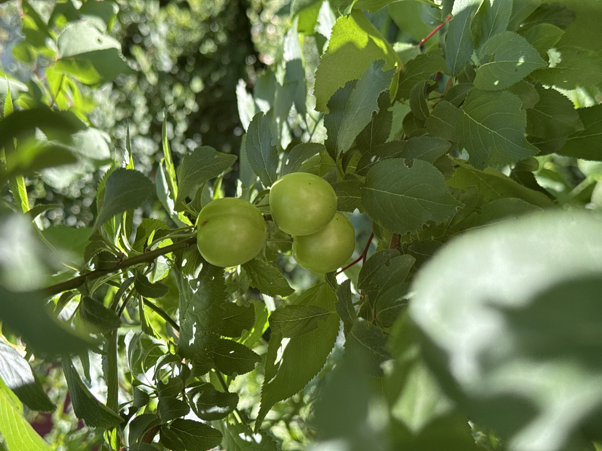 The image shows a close-up of a plum tree with three green plums on a branch, surrounded by lush green leaves. The plums are round and smooth, and the leaves are broad with serrated edges. Sunlight filters through the leaves, creating dappled shadows on the fruit and foliage. The background is a blur of green foliage and bokeh lights, suggesting an outdoor setting. The scene is set in a garden or orchard, likely in a suburban or rural area. The specific location in Odesa, Ukraine, is not discernible from the image itself.