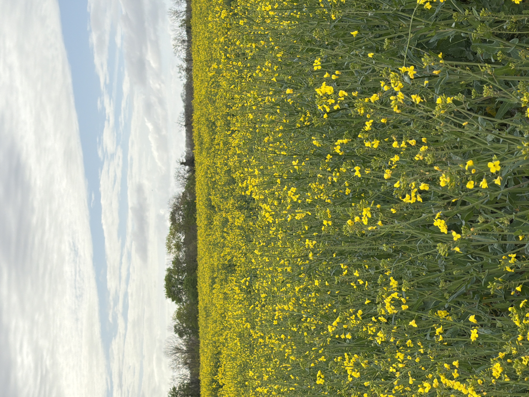 The image shows a field of bright yellow rapeseed flowers under a sky with streaky white and light blue clouds. A line of trees runs along the edge of the field, separating the field from the sky. The image is likely taken in Auvers-sur-Oise, France, given the prevalence of rapeseed fields in the region. There are no people, actions, or interactions visible in the image.