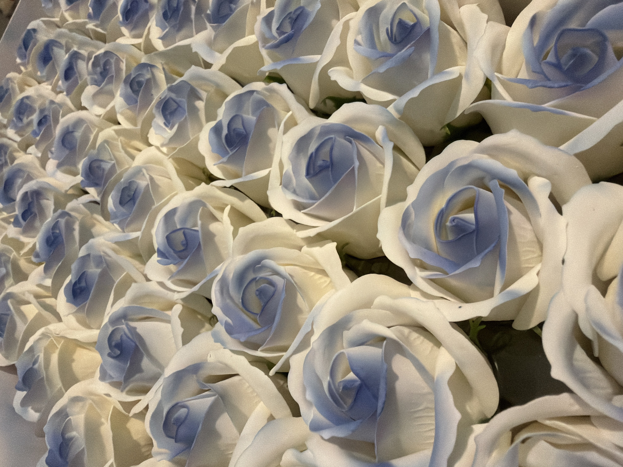 This close-up image displays a dense arrangement of numerous artificial roses, possibly located in Noviy, Russia. The flowers are primarily white, with their inner petals and centers exhibiting a delicate pale blue or lavender hue, creating a subtle two-tone effect. They are tightly clustered together, forming an extensive, repeating pattern that fills the entire frame and recedes into the background.
The perspective is from slightly above and to the side, looking down along rows of these blossoms. Each rose features multiple layers of petals, characteristic of fully bloomed roses. The material appears smooth and matte, consistent with artificial silk or foam flowers. The lighting is soft and even, highlighting the gentle colors and textures without casting harsh shadows, suggesting an indoor setting or diffused natural light.
No specific activity or event is depicted, but the decorative nature and abundance of the roses imply their use for an event, celebration, display, or as part of a large floral arrangement. The overall aesthetic conveyed is one of elegance, serenity, and a sophisticated charm. There is no visible text in the image.