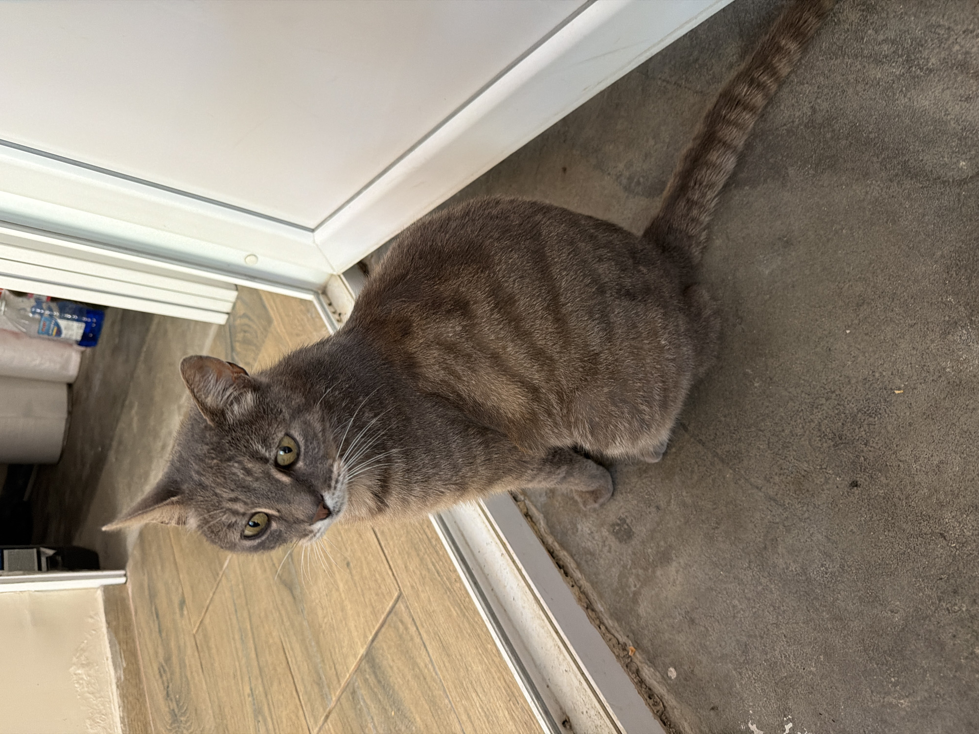 A medium-sized, short-haired grey tabby cat is sitting on a concrete floor next to a doorway with a white frame. The cat is facing to the left of the frame, with its body angled slightly away from the camera. Its fur has distinct darker tabby stripes. The cat's eyes are a light green color, and its ears are pointed. Behind the cat, to the left, is a doorway with wooden flooring. In the background, further into the room, are some white containers and a blue bottle with a white label. The scene appears to be indoors, possibly in a residential building or a commercial establishment. The cat is the sole subject in the foreground. The image quality is clear and well-lit. There are no visible people or animals interacting with the cat. The environment appears to be clean and tidy. The location in Prosena, Bulgaria, is not explicitly evident from the image itself.