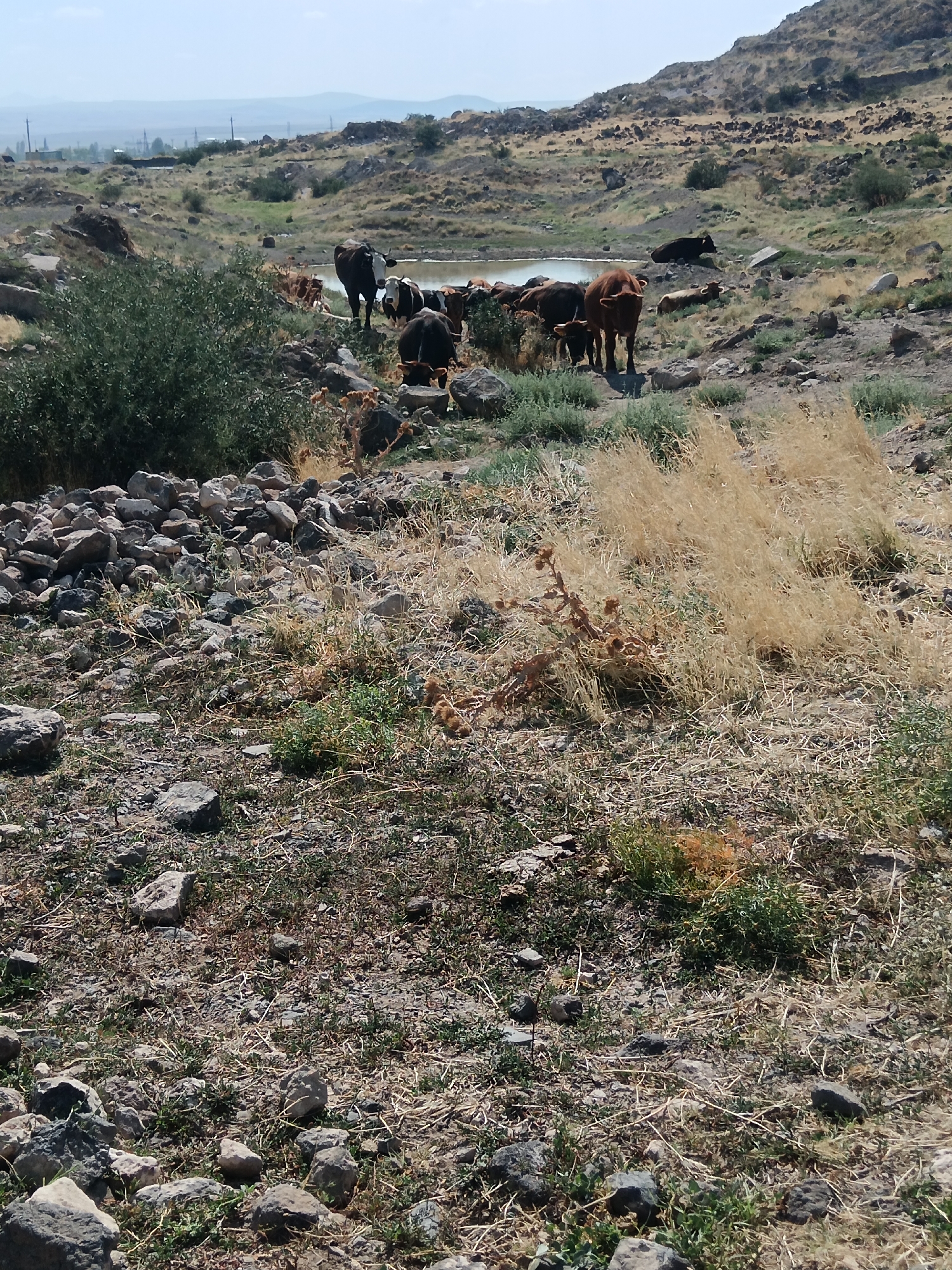 In Aragatsavan, Armenia, a herd of cows grazes near a small body of water amidst a rocky, arid landscape. The terrain is characterized by sparse vegetation, dry grasses, and scattered rocks. In the background, rolling hills dominate the scene, with a hazy horizon suggesting distant structures and possibly power lines. The sky is a pale blue, indicating a clear day. The cows, varying in color from brown to black and white, are the primary subjects, some standing near the water's edge, others in the distance. A dark-colored cow is lying down on a higher rocky area. The foreground is filled with a dense collection of rocks and dry grasses, suggesting a rugged and untamed environment.