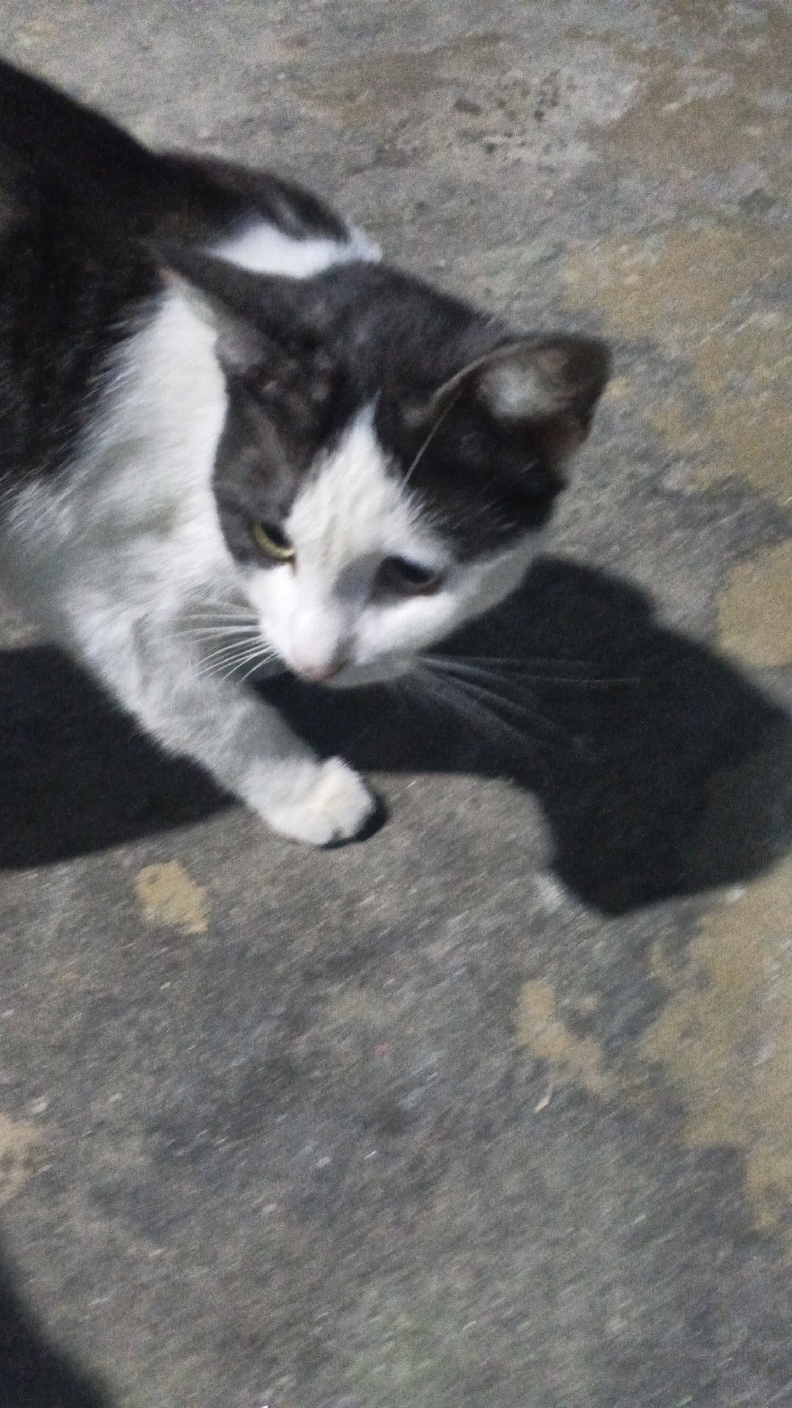 A black and white cat is in the process of walking on a textured, concrete-like surface. The cat is mostly white with black markings on its back and head. Its left eye is visible, appearing yellow, and it is looking downwards towards the ground. The cat's front left paw is extended forward, indicating movement. A dark shadow of the cat is cast on the ground to its right, elongated by the light source. The background is the same ground surface, which appears somewhat worn and mottled. The image is taken from a high angle, looking down at the cat. The location is specified as Soko, Indonesia.