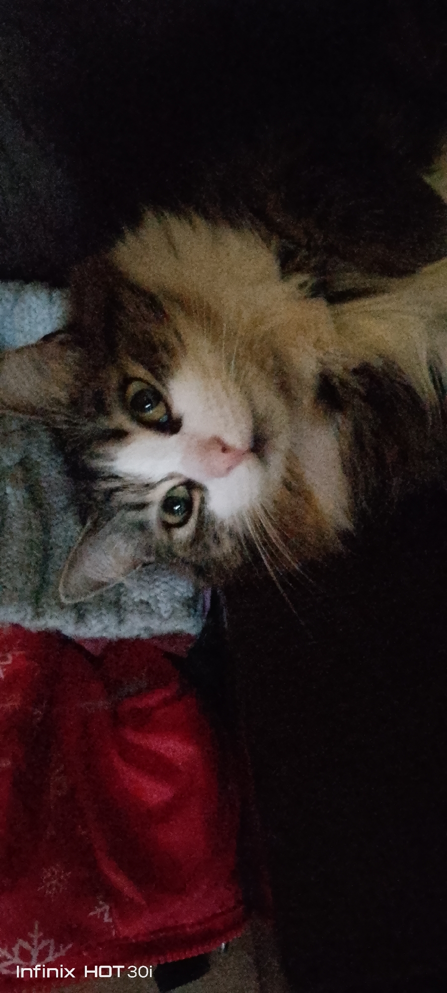 A cat with brown, white, and grey fur lies on its side, looking towards the camera with its head tilted. Its eyes are green and its nose is pink. The cat is lying on a red blanket with white snowflake patterns. Part of a blue blanket or cloth is visible on the left side of the image. The background is dark and appears to be a blanket or dark fabric. The image is a close-up shot of the cat.