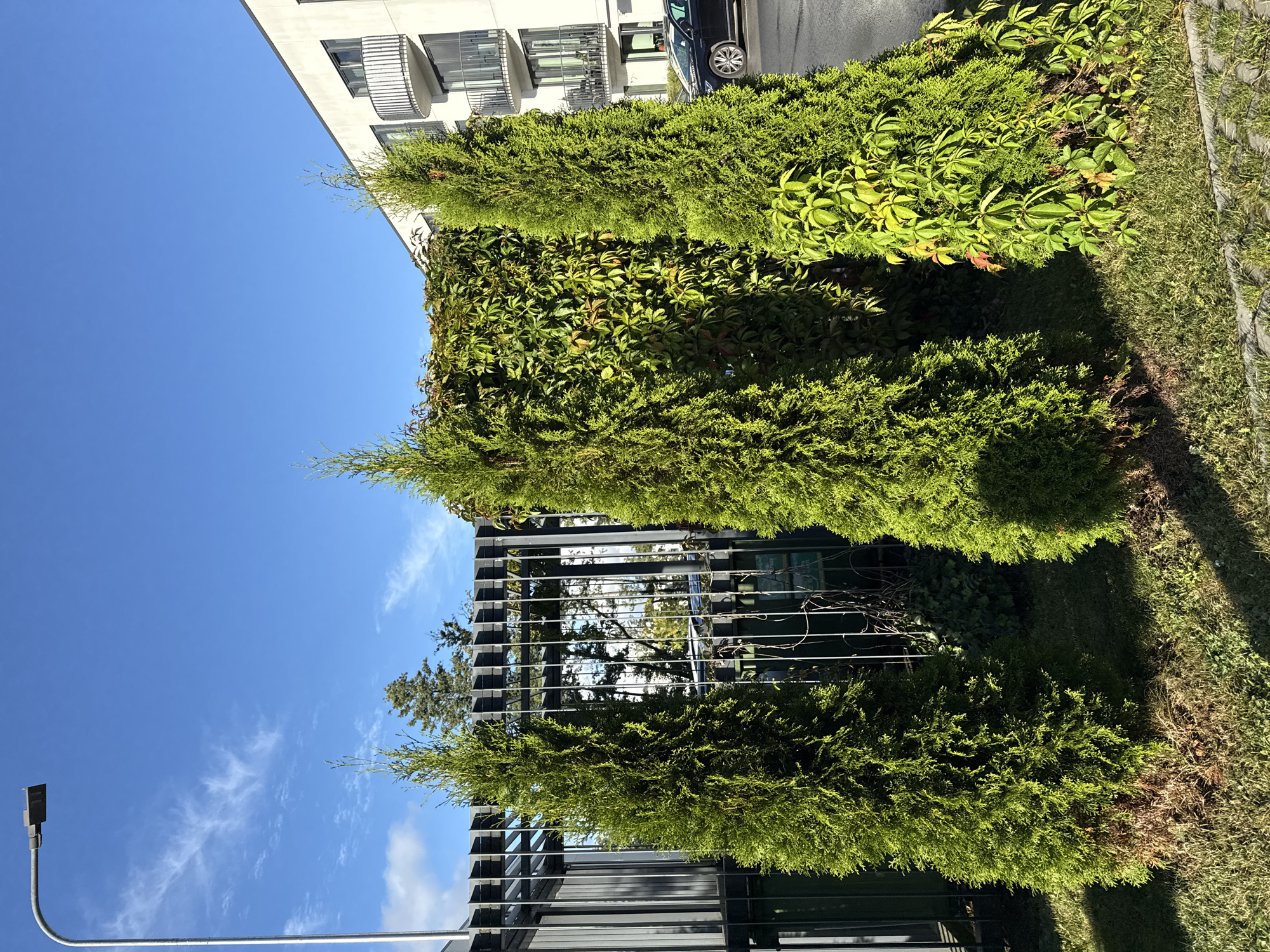 This is a medium-shot, eye-level outdoor photograph taken in Tallinn, Estonia. The scene depicts a street-level view on a bright, sunny day with a clear blue sky. In the foreground, three conical evergreen trees are planted in a grassy area, with paved stones bordering the grass on the right. Behind the trees, a dark metal fence structure runs horizontally across the frame, partially obscuring a wall of green ivy. Beyond the fence, two green garbage bins are visible. To the right of the ivy wall, a modern white building with multiple balconies is visible. A black car is parked on the asphalt road in front of the building. A tall, modern street lamp with a dark rectangular fixture is positioned on the left side of the frame. The overall impression is of an urban residential area, likely a courtyard or street in a newer development, given the modern architecture and landscaping.