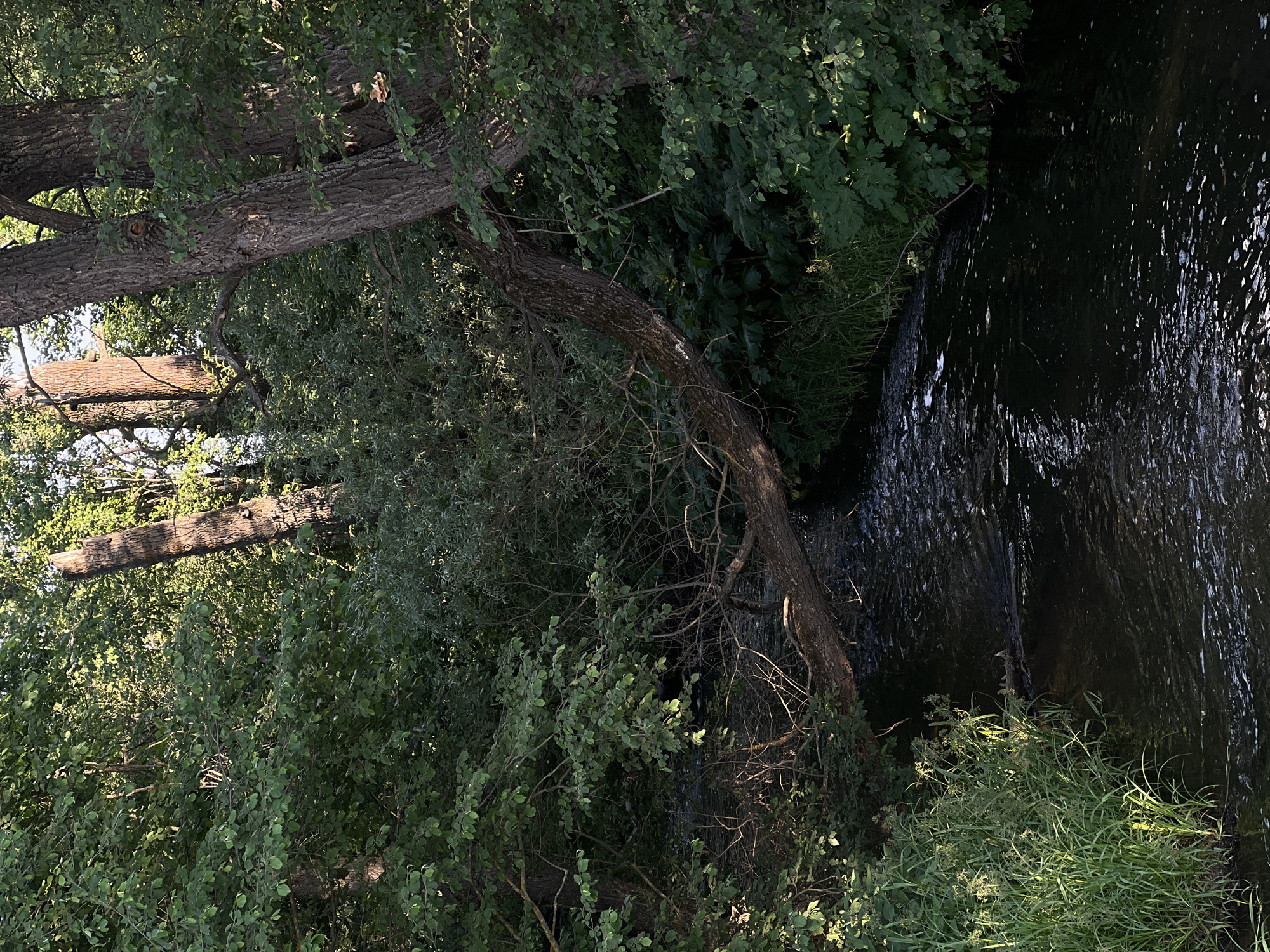 The image depicts a small, dark-colored creek flowing through a dense, green forest. A thick, fallen tree trunk spans the creek, its bark textured and weathered. Lush foliage, including tall grasses and dense bushes, lines the banks of the creek. Sunlight filters through the canopy of the trees, casting dappled light on the water and vegetation. The scene appears to be a natural, undisturbed area, possibly within a park or a wooded region. The location of Al'nyash, Russia, is mentioned, suggesting this is a scene from that geographical area. There are no people or animals visible in the image. The overall impression is one of a tranquil, natural environment.