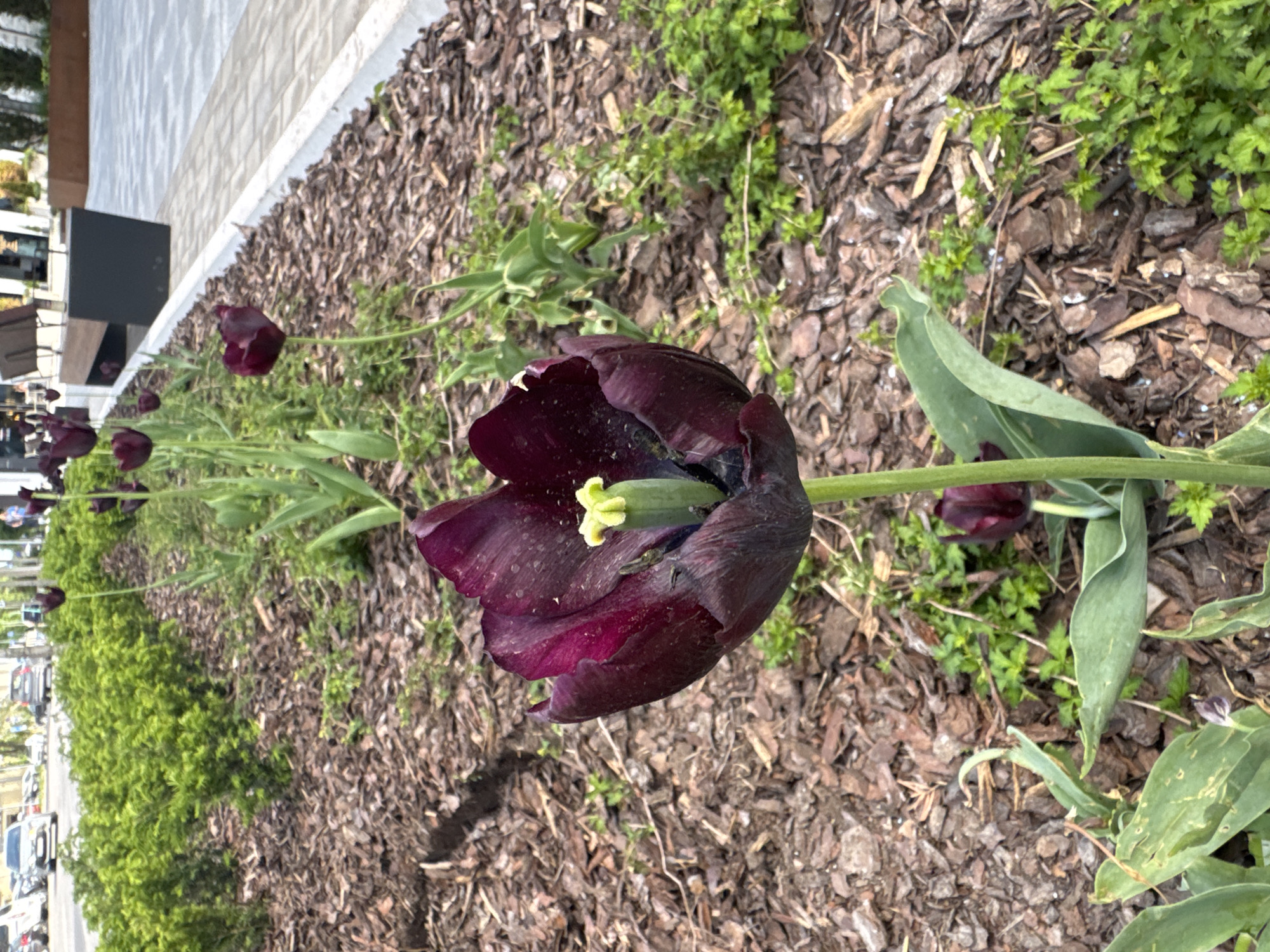 An overhead shot captures a close-up of a dark purple tulip in full bloom, its petals slightly unfurled. The tulip's pistil, a bright green, stands out against the dark interior of the flower. The ground surrounding the tulip is covered in a thick layer of wood chips, with a few small green plants peeking through. In the background, a row of neatly trimmed green bushes lines a street, beyond which several cars are parked and a few people are walking. The scene suggests an urban park or landscaped area, possibly in Tallinn, Estonia, given the mention in the prompt, with a paved walkway visible in the distance. The overall impression is one of a serene, natural setting amidst a bustling urban environment.