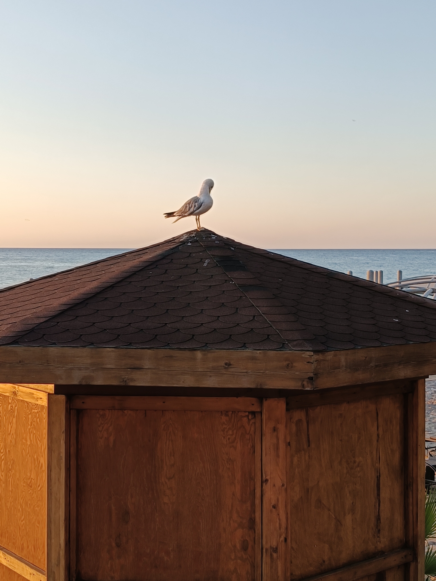 A lone seagull stands on the peak of a hexagonal wooden structure's brown shingle roof. The structure is located in the city of Kemer, Turkey, near a beach, with the sea visible in the background under a clear, pale sky. The wooden structure appears to be a small shelter or kiosk. The sea stretches out to the horizon, where it meets the sky. The lighting suggests it is either sunrise or sunset. The seagull is facing away from the camera, looking towards the sea. There are no other people or animals visible in the immediate vicinity.