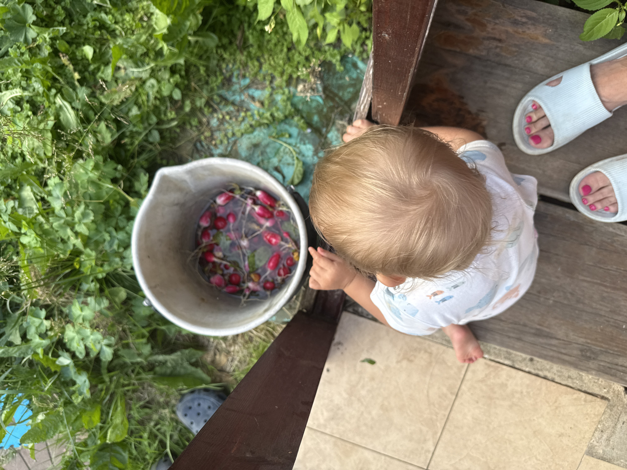 A top-down, medium shot captures a child with blonde hair and a white t-shirt featuring a blue and orange fish pattern, sitting on a wooden porch overlooking a garden. The child is positioned near a wooden railing, with their back to the camera. To the child's left, a gray bucket is partially visible, filled with radishes submerged in water. The garden is lush and green, with a variety of plants and some dried leaves scattered on the ground. The porch floor is a mix of light-colored tiles and weathered wooden planks. To the right of the frame, two pairs of feet wearing light blue slides with bright pink toenails are visible on the wooden planks. The overall scene suggests a rural or suburban outdoor setting in Дзержинец-83 Снт, Russia, possibly during harvest time.
