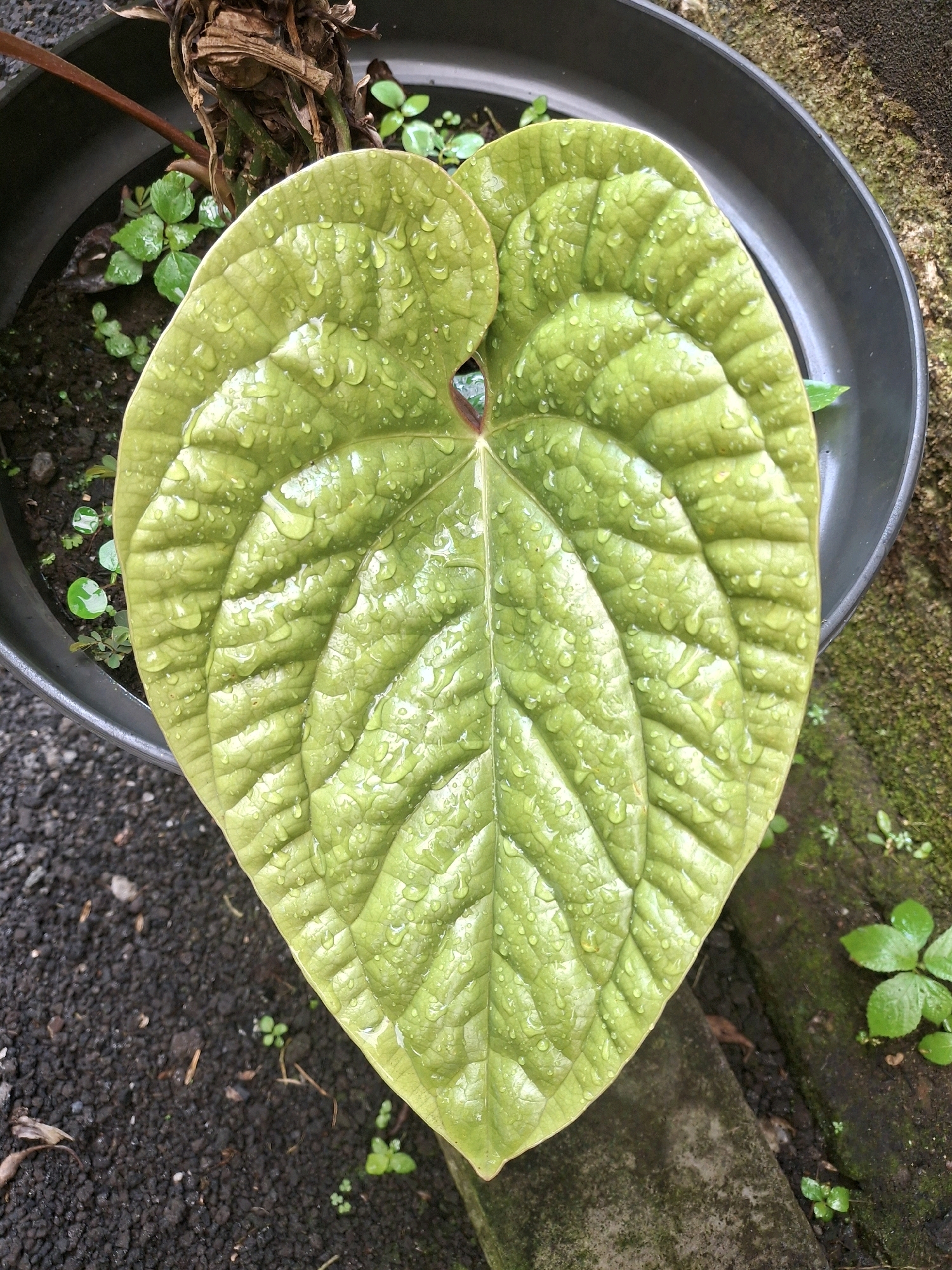 An overhead medium shot shows a single large, heart-shaped green leaf with prominent veins covered in water droplets. The leaf is wet and shiny, reflecting light. It is positioned in the center of a dark gray pot. Surrounding the pot is dark brown soil with small pebbles and a few tiny green seedlings. To the right of the pot, a moss-covered textured surface and some green plants are visible. The scene appears to be outdoors, possibly in a garden or yard, in Lumajang, Indonesia, given the tropical foliage and plant life. The lighting suggests it might be overcast or that it has recently rained. There are no people or animals in the image.