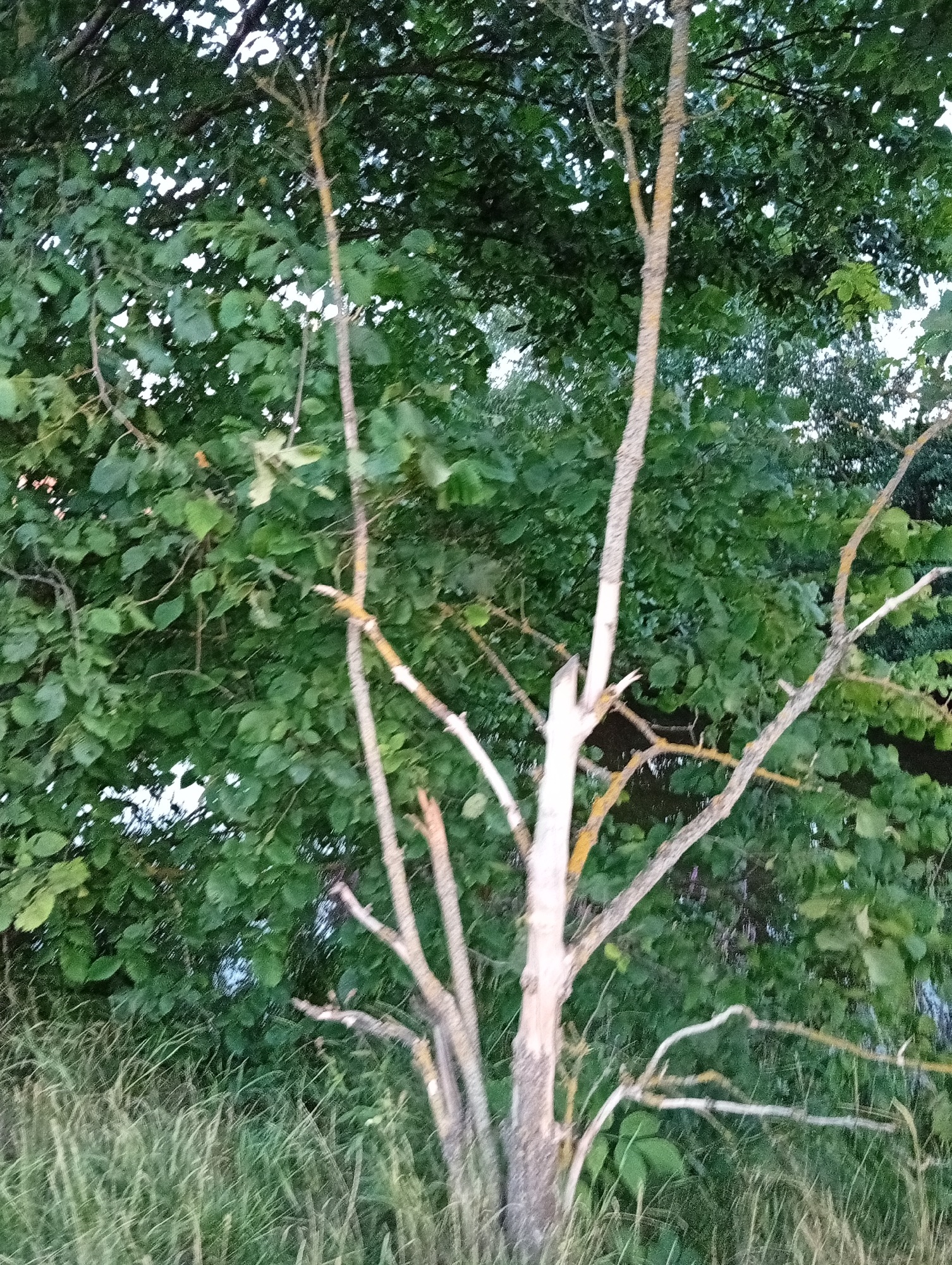 In the city of Tišnov, Czechia, the image depicts a dead tree with light-colored, peeling bark in the foreground. This tree has several broken branches extending outwards. Behind the dead tree, a dense canopy of green leaves from a living tree fills the background, creating a contrast between life and decay. Tall, dry grass is visible at the bottom of the image. The lighting suggests it may be late afternoon or early evening.
