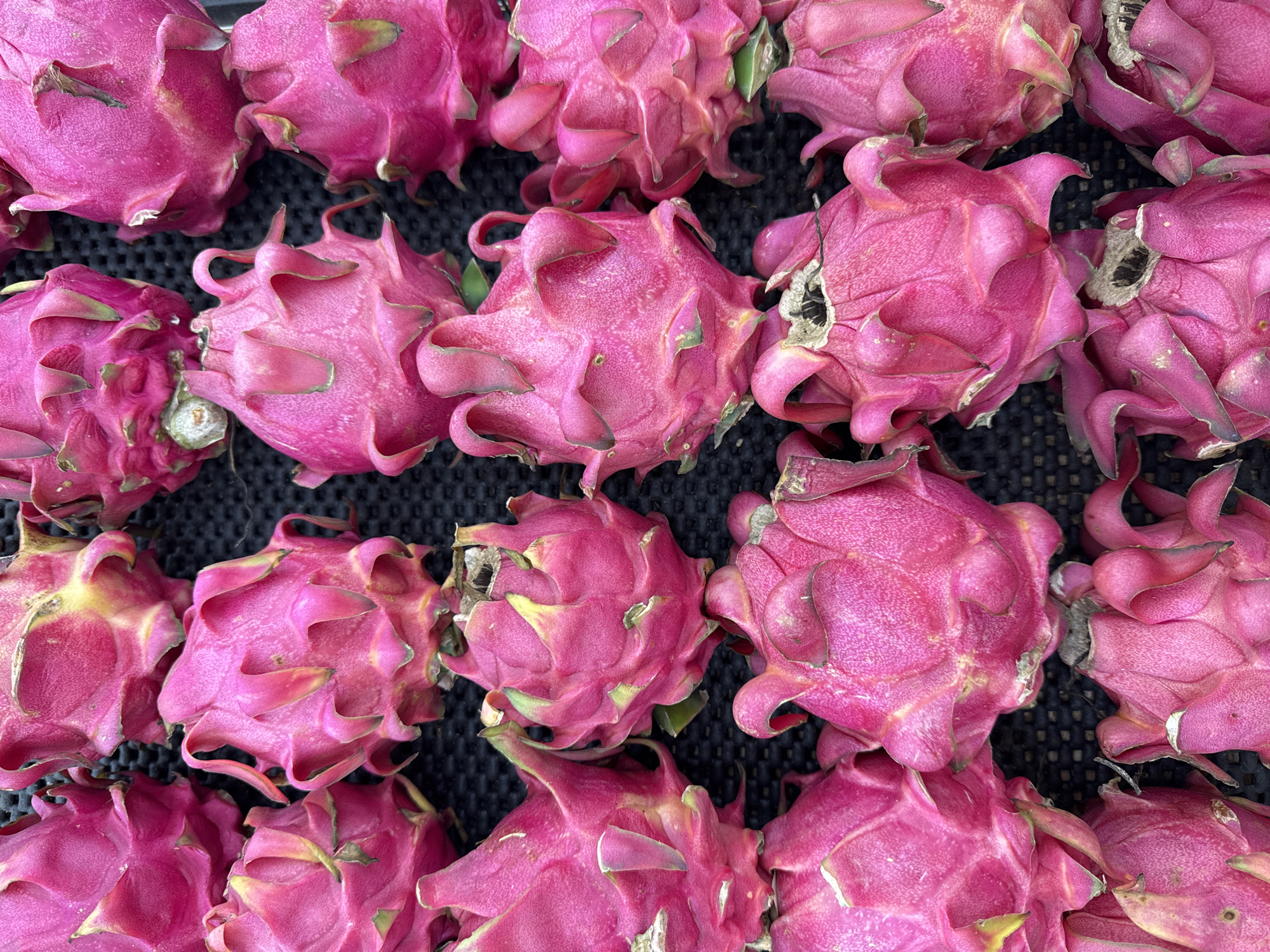 The image shows a collection of dragon fruit, arranged tightly together on a dark, possibly black, surface. The fruit are predominantly pink, with some hints of green on the edges of the scales. The location is implied to be Kuta Selatan, Indonesia, although no specific landmarks or signs are visible in the image. No people are present in the frame. The overall scene appears to be a close-up shot of a display of dragon fruit, perhaps in a market or store.