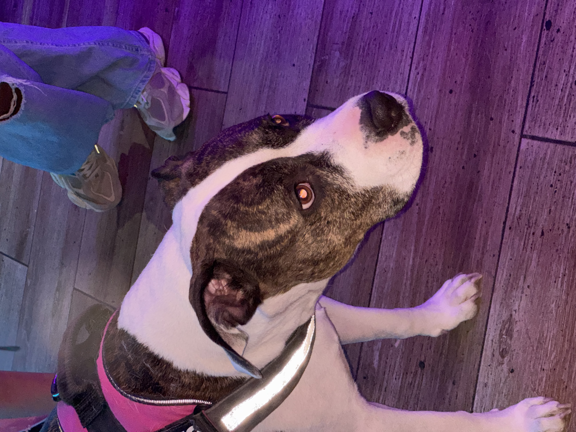 A brindle and white American Bulldog-type dog wearing a pink harness and reflective collar lies on a wooden floor. A person wearing jeans and sneakers is standing near the dog. The lighting is purple. The location is not discernible as Barcelona, Spain.