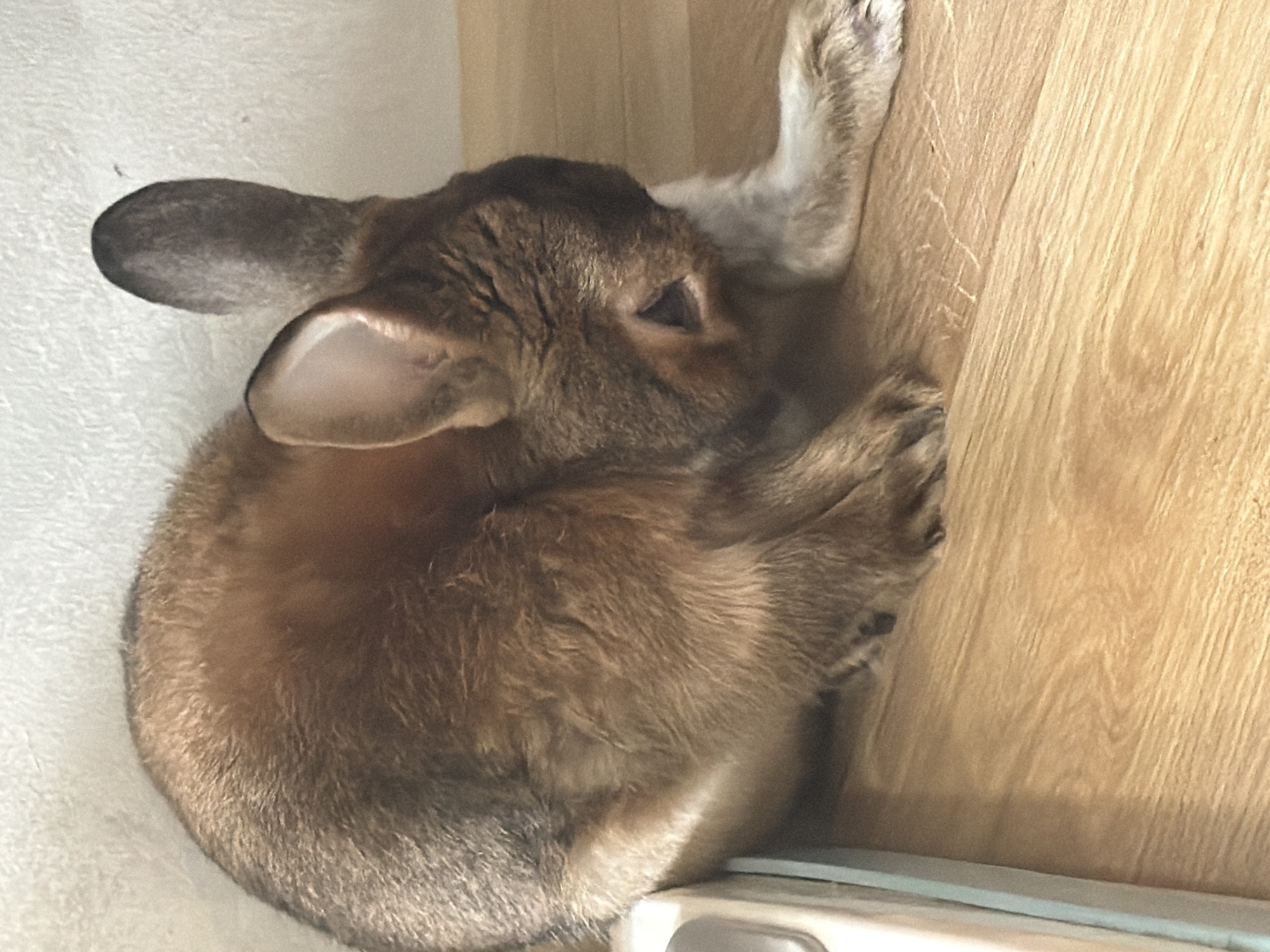 A brown rabbit is grooming itself on a wooden floor. The rabbit is positioned on its side, with its head lowered and tucked towards its chest. One of its hind legs is extended upwards, and it appears to be licking or cleaning its paw. The rabbit has a light-colored belly and chest, contrasting with its darker brown fur on its back and ears. Its ears are large and upright, with one ear slightly bent at the tip. The wooden floor has a visible grain pattern and a slightly shiny finish. In the background, a textured light-colored wall is present. The image is taken from a medium-low angle, focusing on the rabbit. There is no visible indication of the city of Solikamsk, Russia within the image.