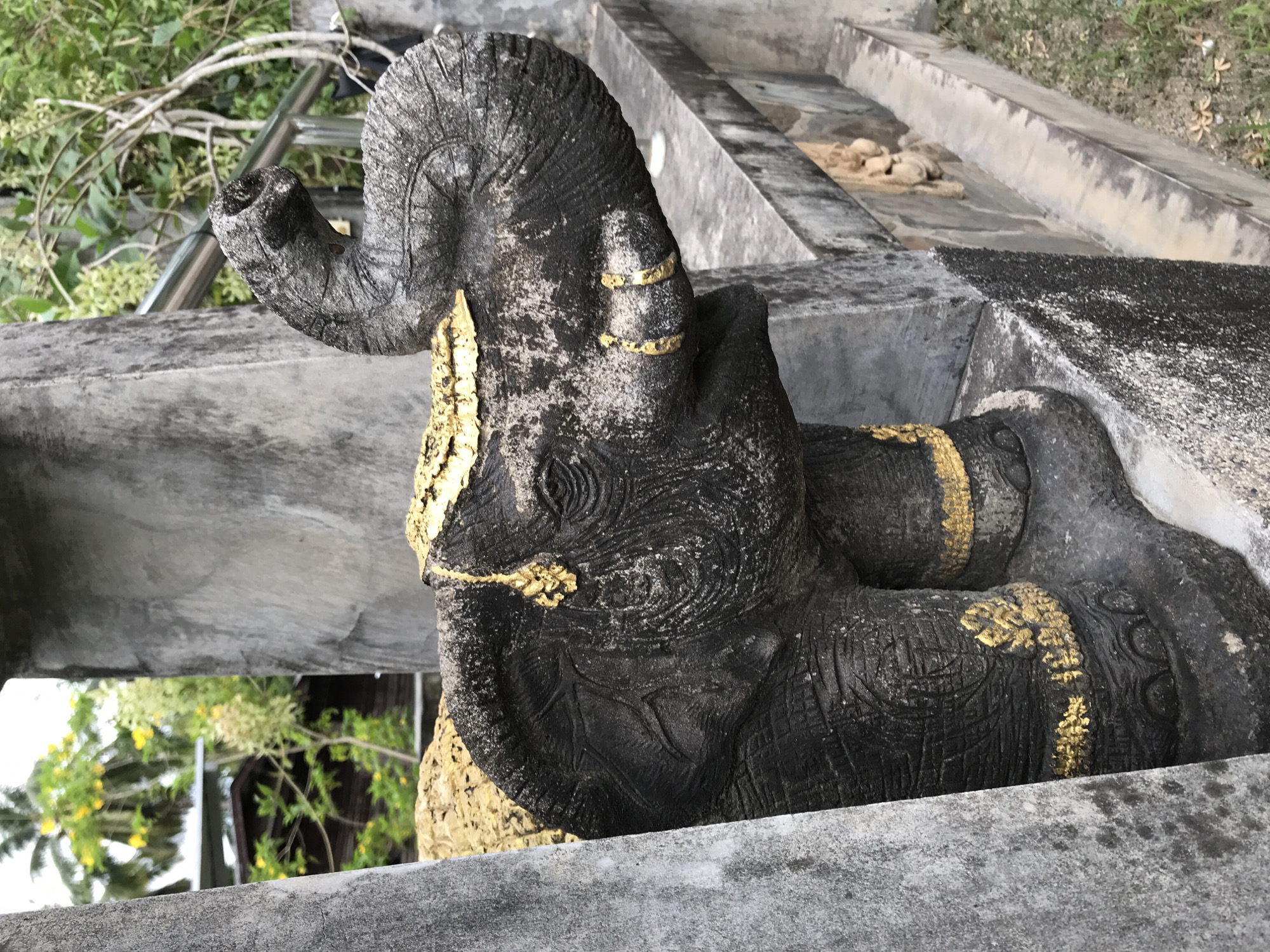 The image displays an intricately carved, weathered statue, possibly of a mythical elephant-like creature or a deity often found in Thai architecture. The statue, captured in a portrait orientation (rotated 90 degrees clockwise), is primarily dark grey or black stone/concrete, with significant portions adorned with worn and flaking gold leaf or paint.
The central subject is the head and upper torso of the figure. It features large, textured ears, a prominent trunk that curls upwards, and detailed carvings suggesting skin folds and decorative elements around its head and neck. The gold accents highlight these features, particularly on the trunk, ears, and a band across its chest or neck. The material shows signs of aging and exposure to the elements, with white and greyish weathering visible on its surface.
The statue is integrated into a larger concrete or stone structure, which appears to be a balustrade, railing, or part of a staircase. In the upper background (to the left in the rotated image), lush green foliage, vines, and a metallic structure are visible, indicating an outdoor, tropical environment. The lower background (to the right in the rotated image) shows more concrete elements, possibly steps or a pathway, with sparse vegetation and debris on the ground.
The scene is illuminated by natural daylight, suggesting it was taken during the day. There is no specific activity depicted, as it's a static shot of the statue and its surroundings. No visible text is present on the statue or in the background. The style of the statue and its weathered condition align with its potential location in Baan Mae Nam, Thailand, often associated with temple decorations.