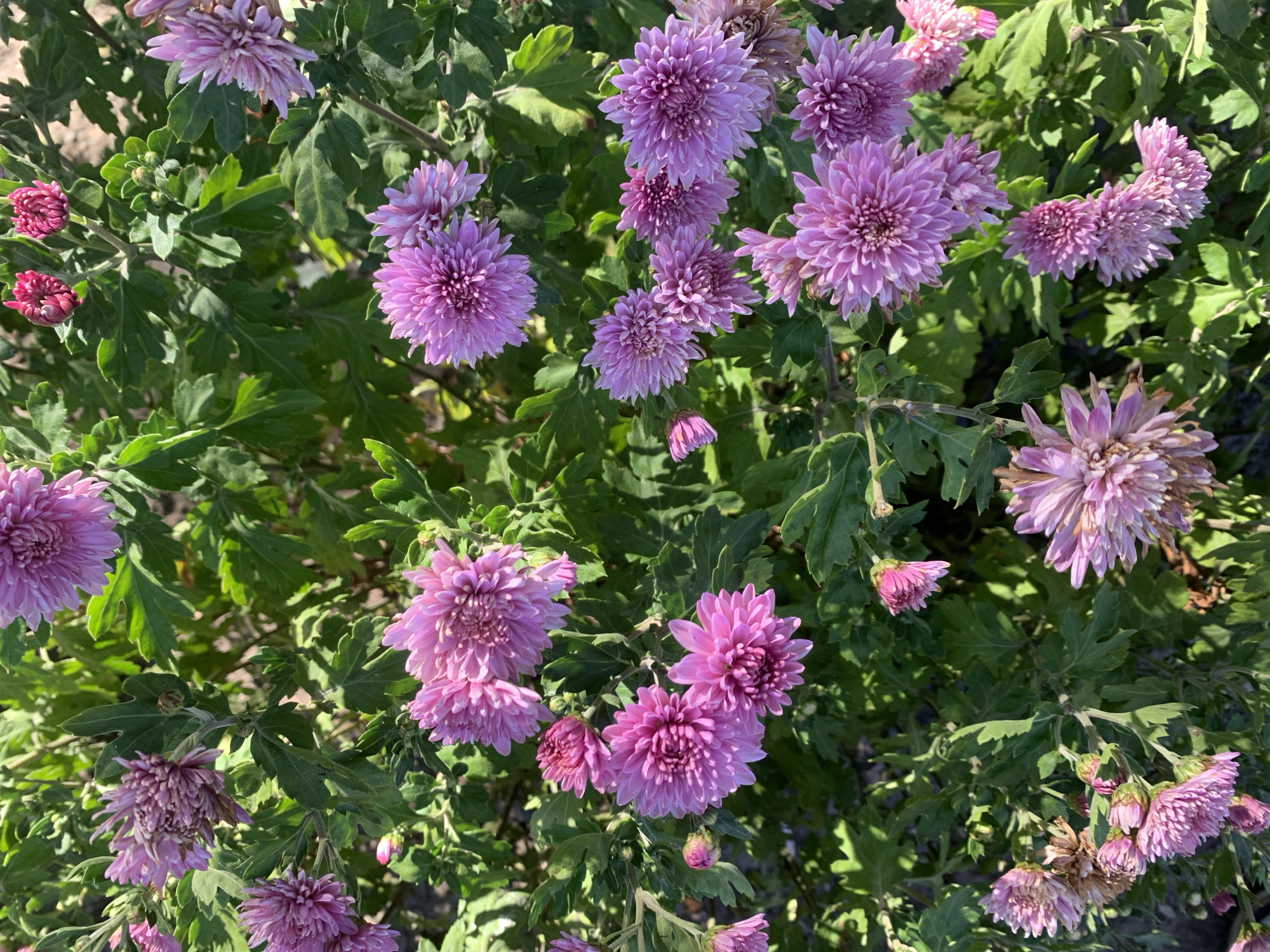 The image displays a close-up view of a cluster of blooming chrysanthemums, predominantly in shades of pink and purple, against a backdrop of green foliage. The flowers are characterized by their dense, ray-like petals. The lighting suggests an outdoor setting with sunlight casting shadows, indicating daytime. The overall scene is natural and appears to be a garden or a park environment. There is no indication of any specific location within the city of Kolomyia, Ukraine, nor are there any people or discernible actions depicted. The focus is solely on the floral arrangement.