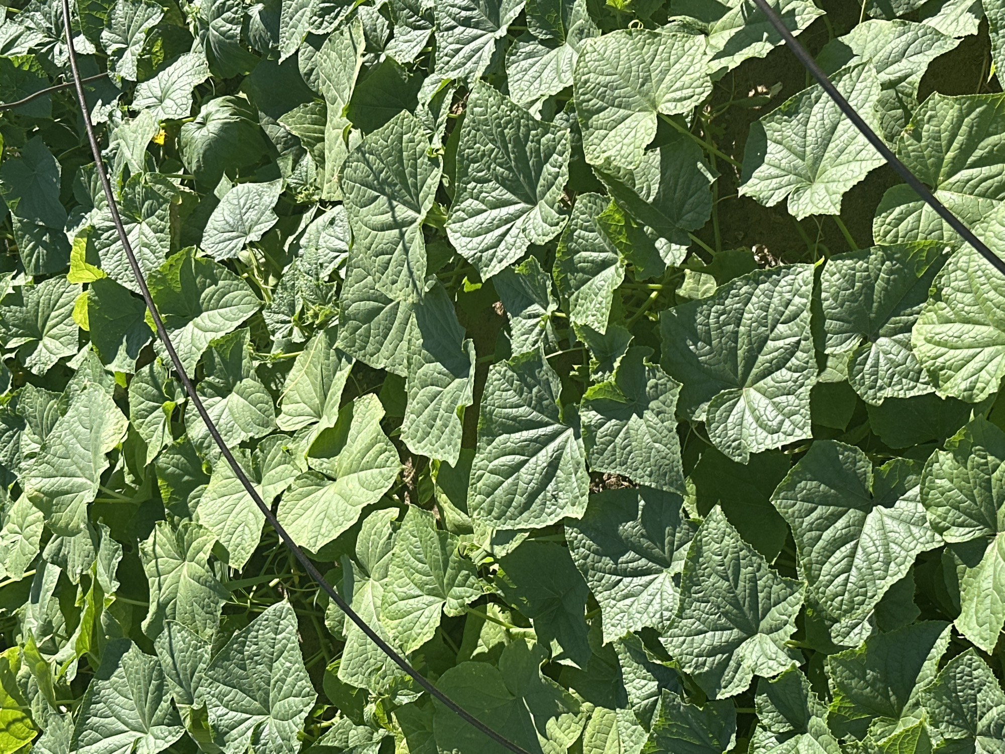 This is a close-up, top-down, eye-level shot of a densely packed field of green cucumber plants. The large, lobed leaves of the plants are textured with prominent veins and are casting shadows on each other, creating a pattern of light and dark across the frame. The plants are low to the ground and appear to be sprawling. A dark, thin wire or vine runs diagonally across the image from the upper left to the lower right. The ground beneath the leaves is partially visible in some areas and appears to be dark soil. The scene is bathed in bright sunlight, highlighting the vibrant green of the foliage. There are no people or animals visible. The location is specified as the city of Tobyl, Kazakhstan.
