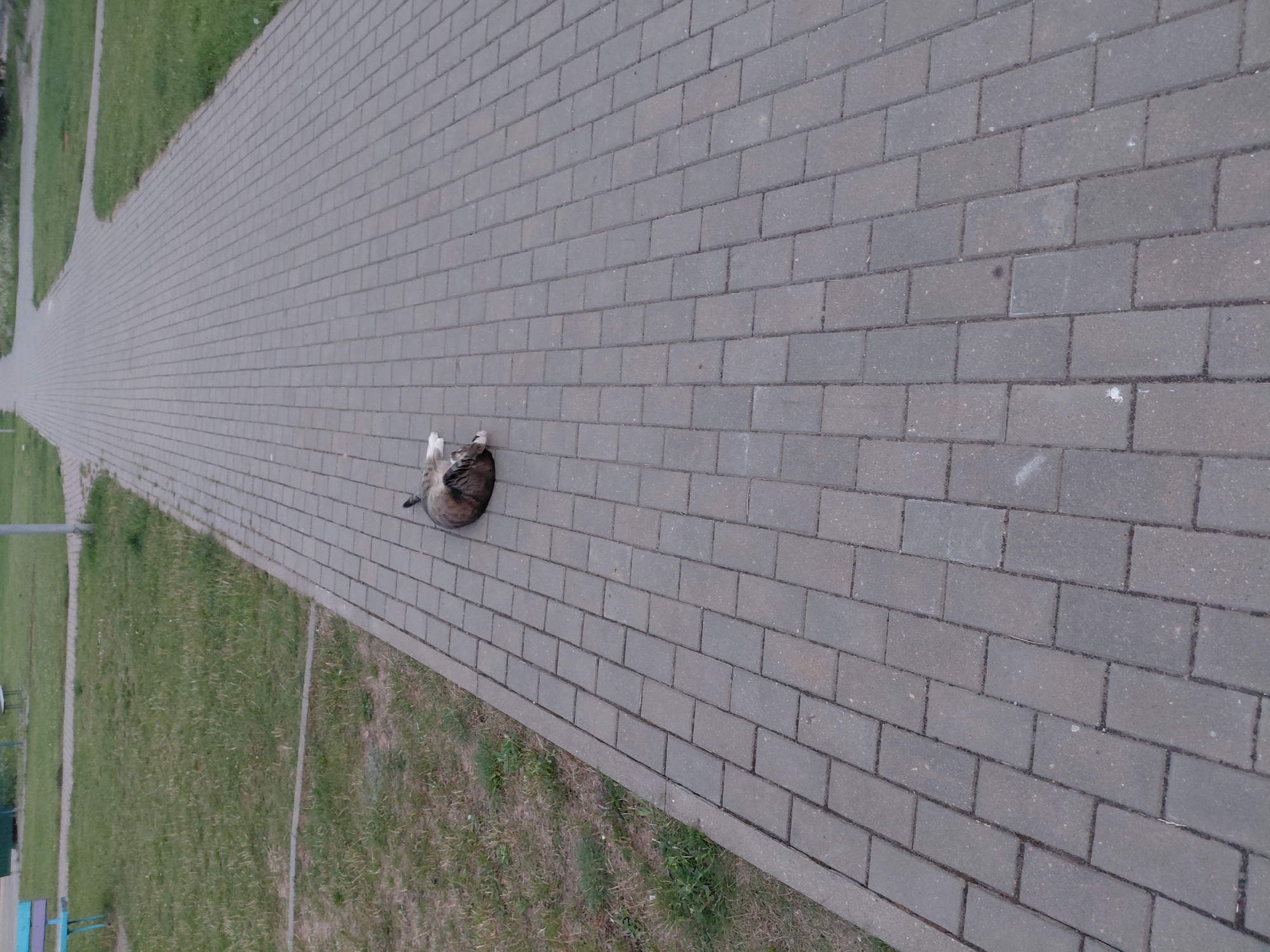 A brown and white cat is lying on its side on a paved walkway in a park. The cat appears to be resting or sleeping. The walkway is made of gray rectangular pavers and is surrounded by a grassy area. In the background, there is more grass, a sidewalk, and some greenery. The scene is set in the city of Smarhon, Belarus.