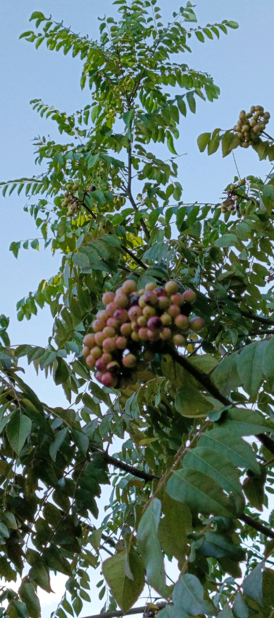 An upward view of a tree with clusters of berries against a clear blue sky. The berries are small and round, in varying shades of green, pink, and purple, and are attached to thin stems. The tree has numerous green leaves, some broad and others feathery, creating a dense canopy. The image does not contain any identifiable landmarks or clues to its specific location within Banda Aceh, Indonesia. No people or actions are visible.