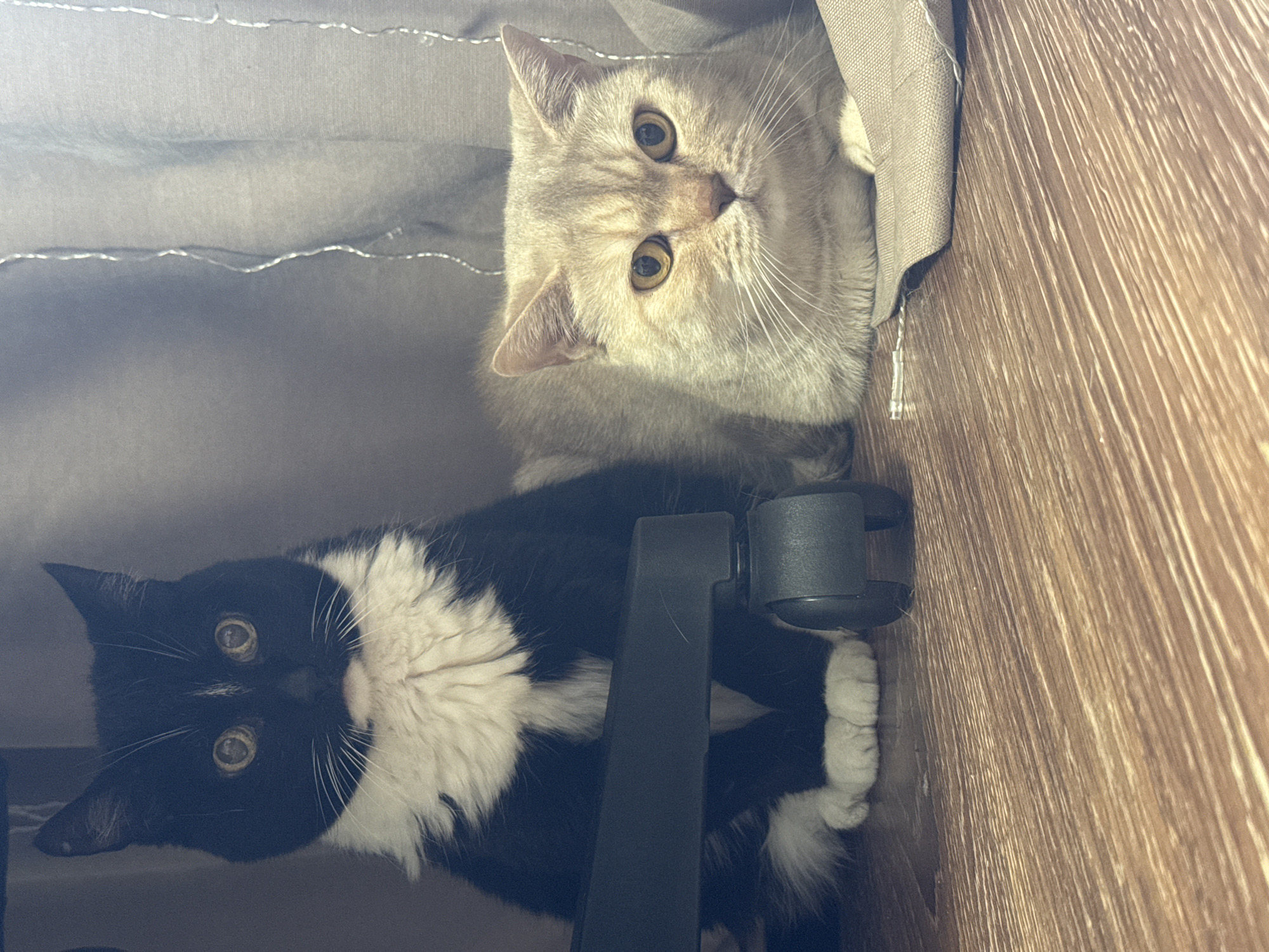 Two cats are positioned in an obscured space. The top cat has light tan fur and yellow-green eyes. The bottom cat has black fur with a white chest and white paws, and it also has yellow-green eyes. The cats are near a wooden surface and gray curtains, possibly a domestic interior. The location is not specified in the image.
