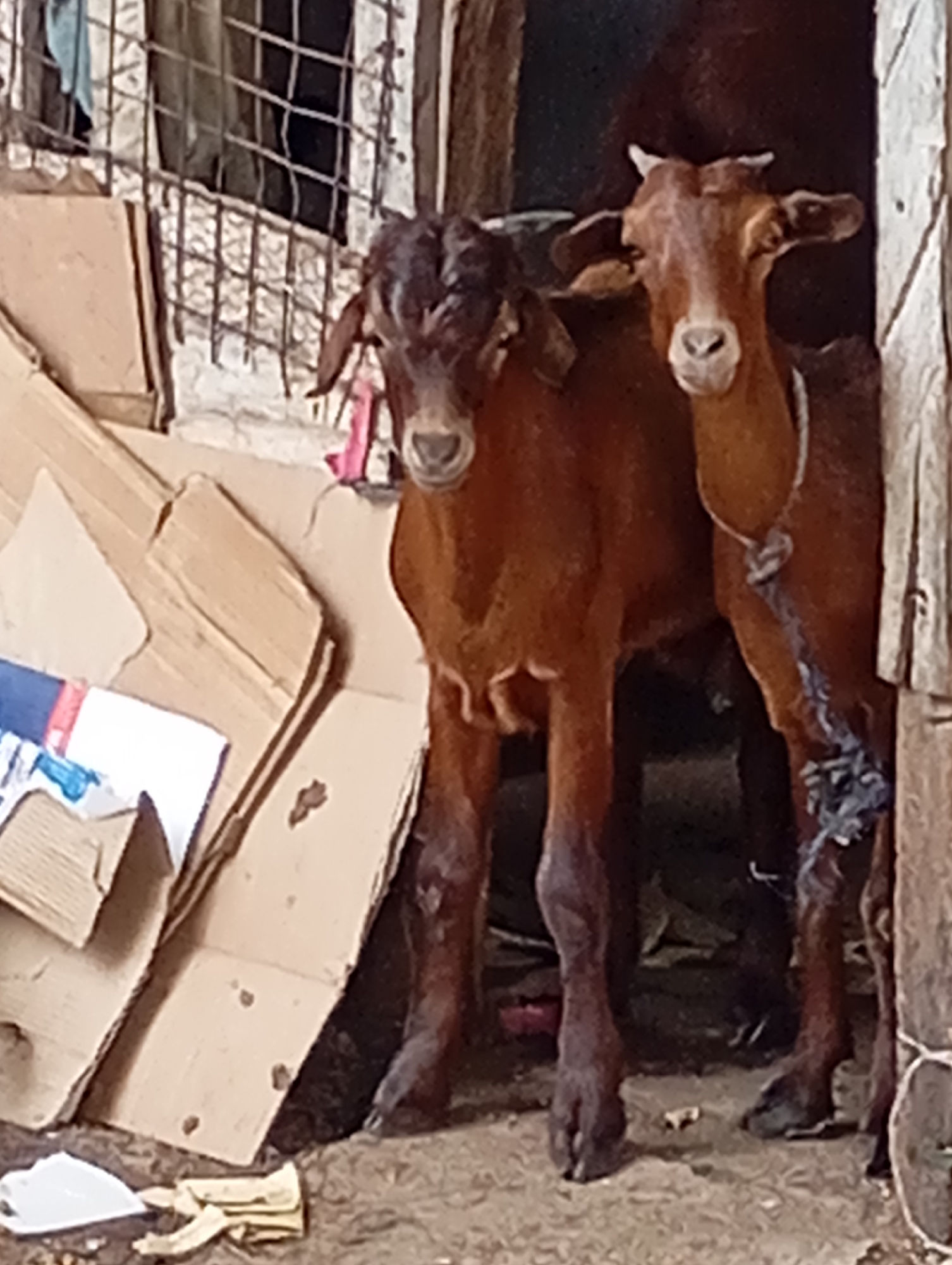 Two goats stand in a cluttered, dimly lit area. One goat, predominantly brown with a darker head, stands in front. The second goat, a lighter shade of brown, stands behind and to the right. A rope is tied around the neck of the goat in the back. To the left of the goats are stacks of discarded cardboard. In the background, there's a barred window. The scene is Wukari, Nigeria.