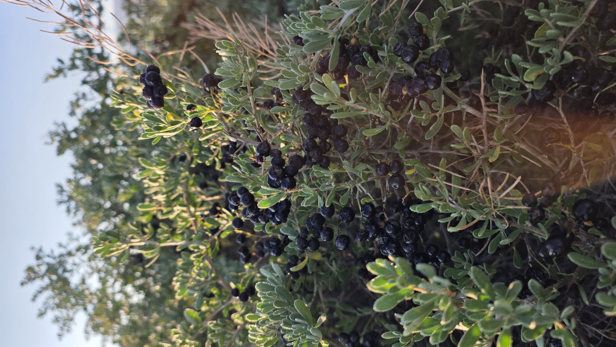 The image is a close-up, vertical shot of a shrub laden with small, dark berries. The berries are clustered and appear to be ripe, with a deep purple or black hue. The shrub has green, oval-shaped leaves that are slightly fuzzy in texture and tinged with sunlight. Thorny branches are visible throughout the foliage. The background consists of more blurred greenery and a soft, pale blue sky. The lighting suggests it is either early morning or late afternoon, with the sun casting a warm glow on the leaves and berries. The scene is natural and depicts a plant in a state of fruition. The location is identified as Terek-Suu, Kyrgyzstan.