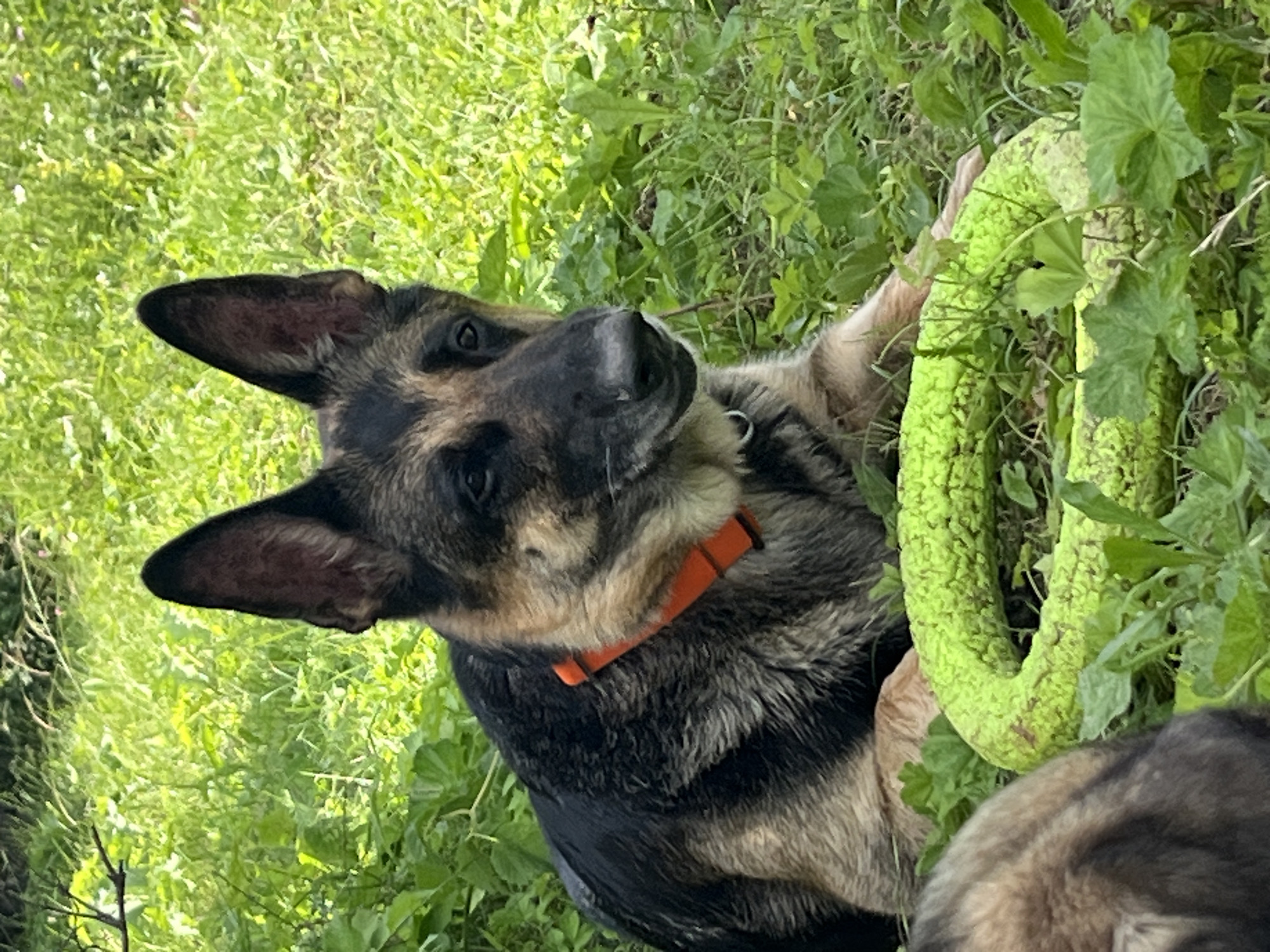 A German Shepherd dog wearing an orange collar lies on a grassy area, with a portion of another dog's head and neck visible in the foreground. A bright green, ring-shaped dog toy is positioned in front of the German Shepherd. The background is filled with lush green grass and foliage. The scene is set in an outdoor environment, likely a park or yard.