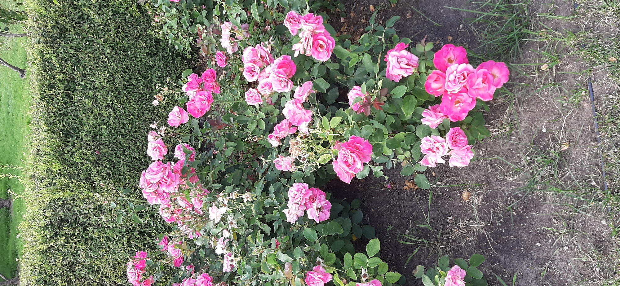 An exterior medium shot captures a dense cluster of pink roses in full bloom, set against a backdrop of a neatly trimmed green hedge. The roses, in various stages of opening, display vibrant pink hues, with some petals appearing delicate and light, while others are a deeper, richer shade. The foliage surrounding the roses is lush and green, providing a stark contrast to the earthy, dark brown soil visible at the base of the plants. A few sprigs of dry grass are interspersed with the soil, suggesting a natural, perhaps slightly unkempt, garden setting. The hedge, with its uniform green texture, dominates the background, with only a hint of brighter green grass visible beyond it at the very top of the frame. There are no people or animals present in the scene. The lighting appears to be natural daylight, casting soft shadows on the petals and leaves.