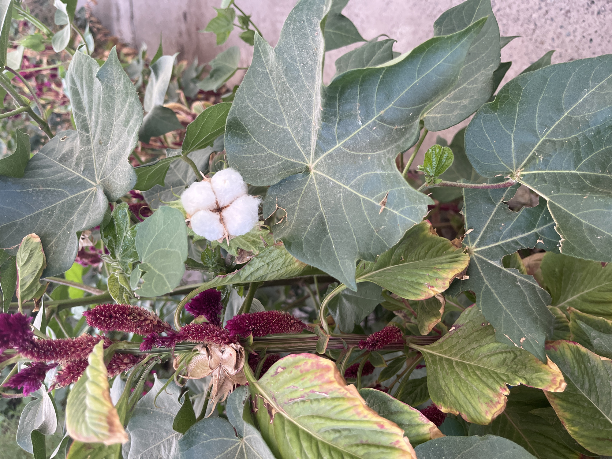 A close-up, eye-level shot captures a cotton plant in bloom. The plant features large, dark green, palmately lobed leaves, some showing signs of slight browning along the edges. Several deep purple, fuzzy, spike-like flower clusters are visible. In the center of the image, a mature cotton boll has burst open, revealing fluffy white cotton fibers. The background is blurred, showing hints of a paved surface and other greenery, suggesting an outdoor environment, possibly a garden or agricultural setting. The image's metadata indicates it was taken in Крупская, Tajikistan.