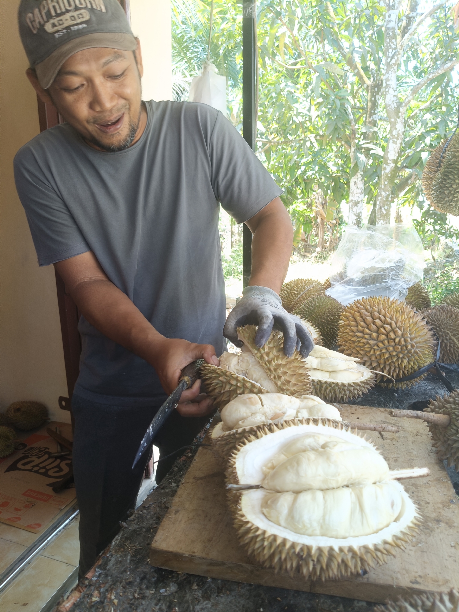 A person, wearing a grey t-shirt and a grey baseball cap, is in the process of cutting open a durian fruit. The person is wearing a grey glove on their left hand and holding a knife in their right hand, which is positioned over the durian. The durian is split open, revealing its creamy white flesh. Several other durian fruits are visible in the background, some whole and others in various stages of being opened. The scene appears to be outdoors, with lush green trees and foliage visible behind the person. The setting suggests a tropical environment, likely in Nanggala, Indonesia. The ground is covered with dirt and debris, and there is a wooden surface in the foreground on which the durian is being prepared. The overall impression is one of an agricultural or market setting where durian fruits are being processed.