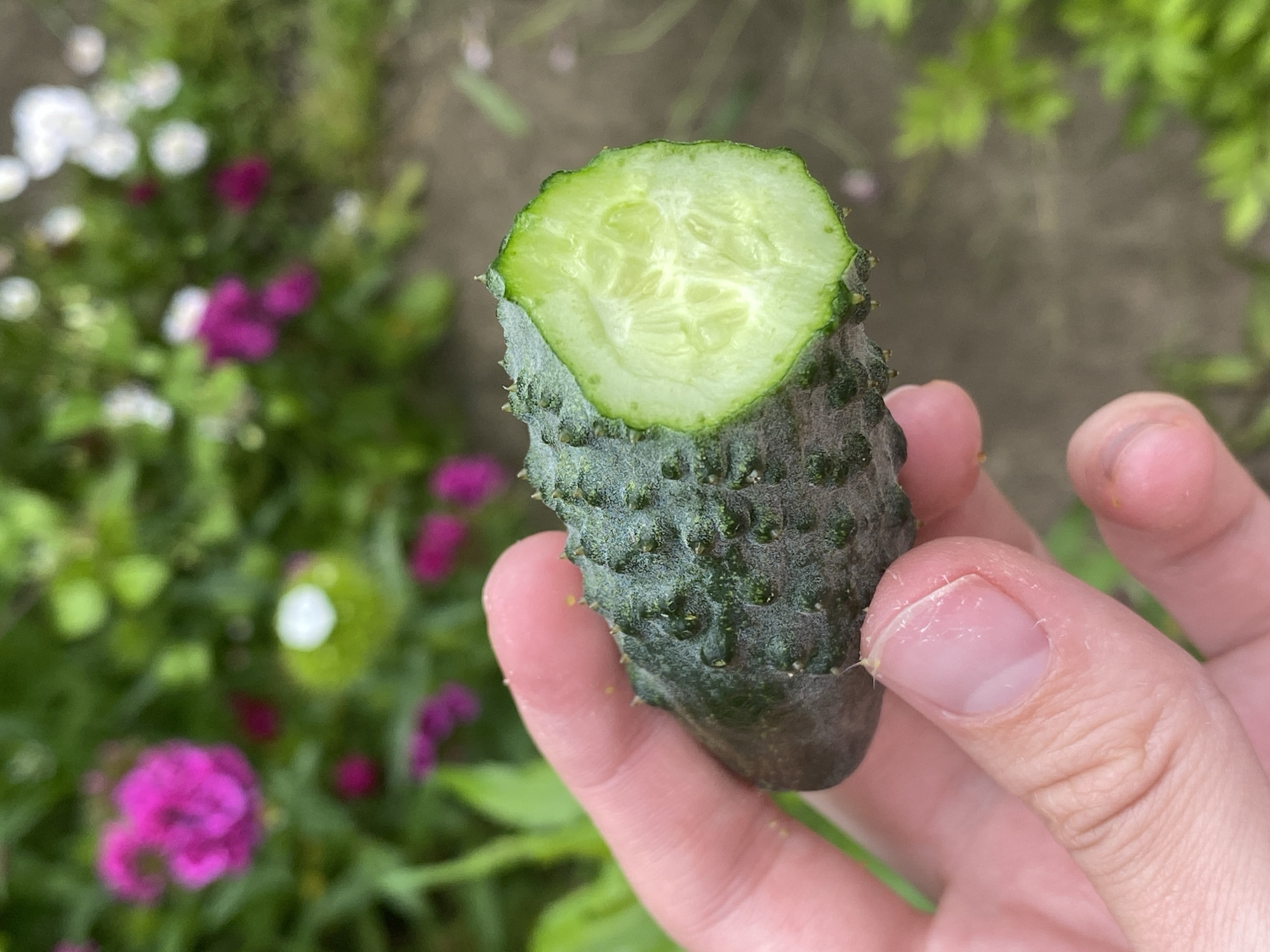 A close-up, slightly angled shot shows a person's hand holding a small, bumpy cucumber, with one end freshly cut revealing its light green, seedy interior. The background is a blurred garden scene with pink and white flowers and green foliage, suggesting an outdoor setting in Votkinsk, Russia. The focus is sharp on the cucumber and the hand, while the background is out of focus.