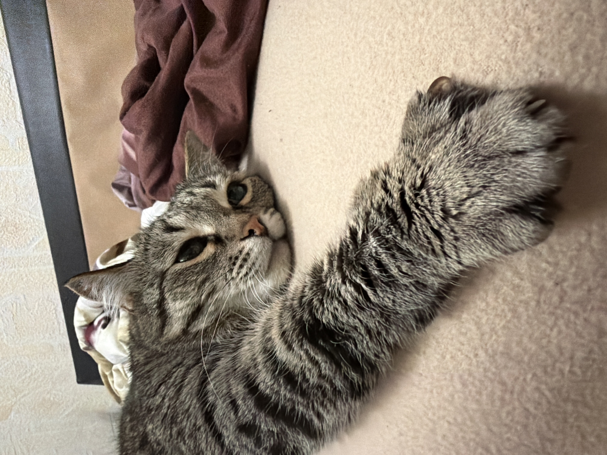 A close-up shot of a tabby cat lying on a soft, beige surface. The cat is positioned in the center of the frame, with its head resting on the left and its right paw extended upwards and to the right. The cat's fur is a mix of gray and brown stripes. The cat's right paw has exposed claws. In the background, there's a brown cloth. A black frame is visible in the top-left corner. There is no information in the image to suggest that the image was taken in Izhevsk, Russia, and so it cannot be determined.