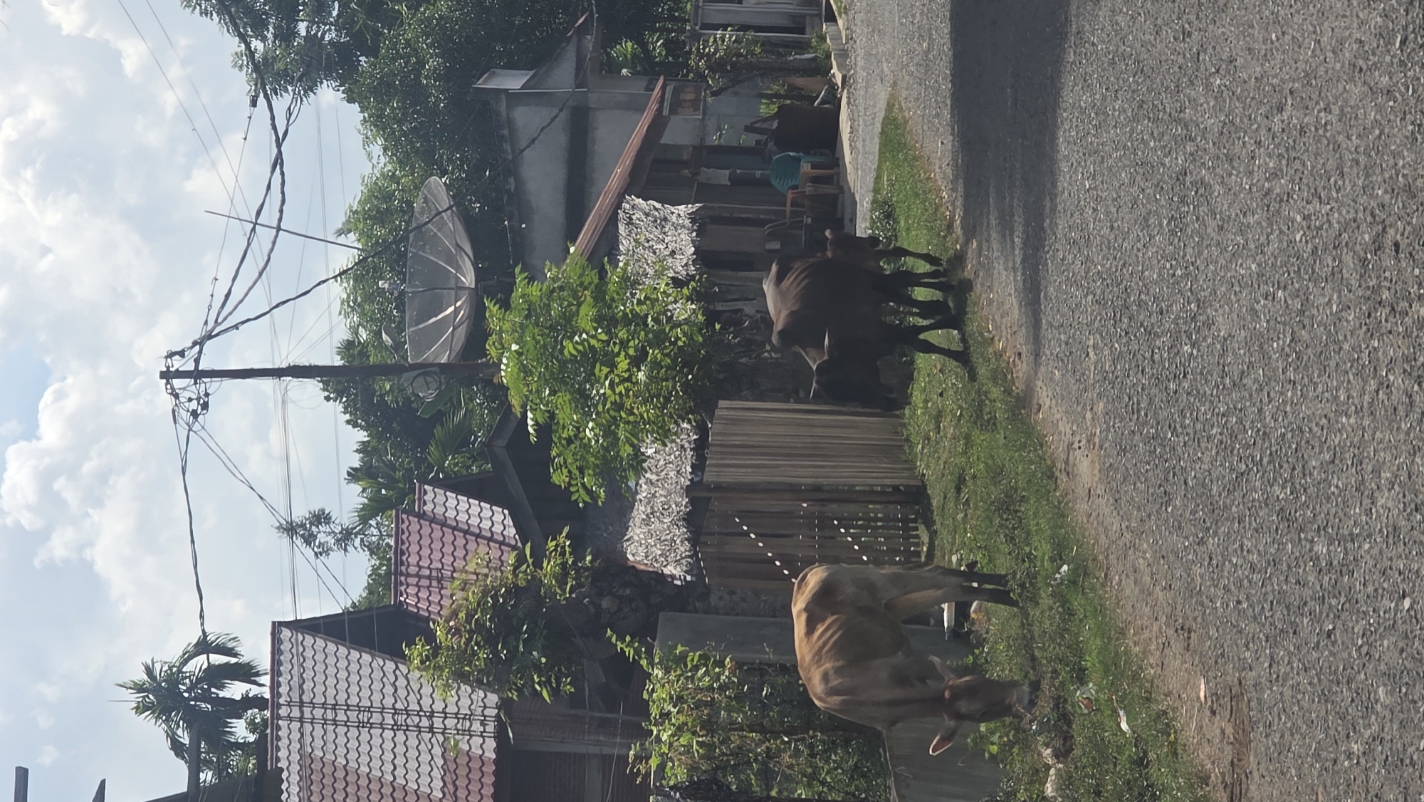 The image depicts a street scene in Meuleuweuk, Indonesia. Two cows are grazing on the grassy verge beside an asphalt road. One cow is light brown, and the other is dark brown. A small fence separates the grass from the houses behind it. Behind the fence are two houses. One house has a red tiled roof. The other house has a satellite dish. Overhead, there is a utility pole with many wires. The sky is partly cloudy. A person wearing a teal shirt is visible in the background.
