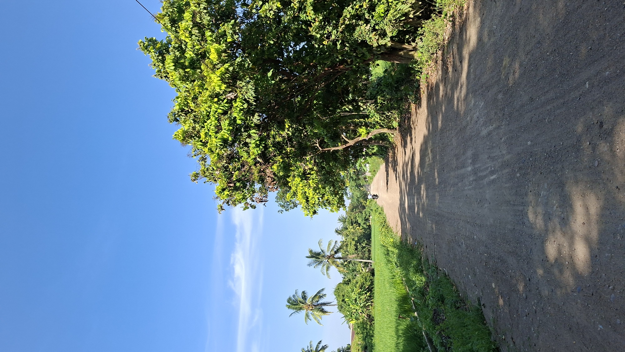 A dirt road in Keudebayu, Indonesia, curves through a rural landscape under a clear blue sky. Lush green rice paddies border the left side of the road, dotted with palm trees. On the right, a large tree with vibrant green foliage casts shadows across the road. A single motorcyclist is visible in the distance, heading away from the viewer. The road surface is dusty and uneven, with tire tracks indicating recent use. The overall scene depicts a sunny day in a tranquil, agricultural setting.