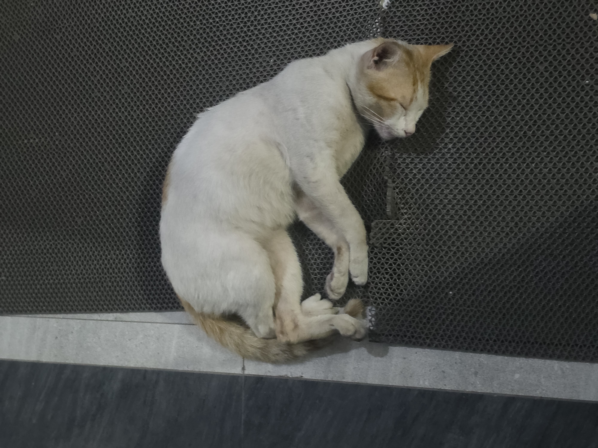 A white and tan cat is sleeping on a textured gray mat. The cat is curled up on its side with its head resting on its paws. Its eyes are closed and its ears are perked slightly. The mat appears to be outdoors, possibly on a balcony or patio, with a dark gray tiled surface to the left. The background is blurred, but suggests an urban environment. The lighting is dim, indicating it is likely evening or nighttime. The cat's fur is short and appears to be clean. The image is a close-up shot, focusing on the sleeping cat. The location is the City of Medan, Indonesia.