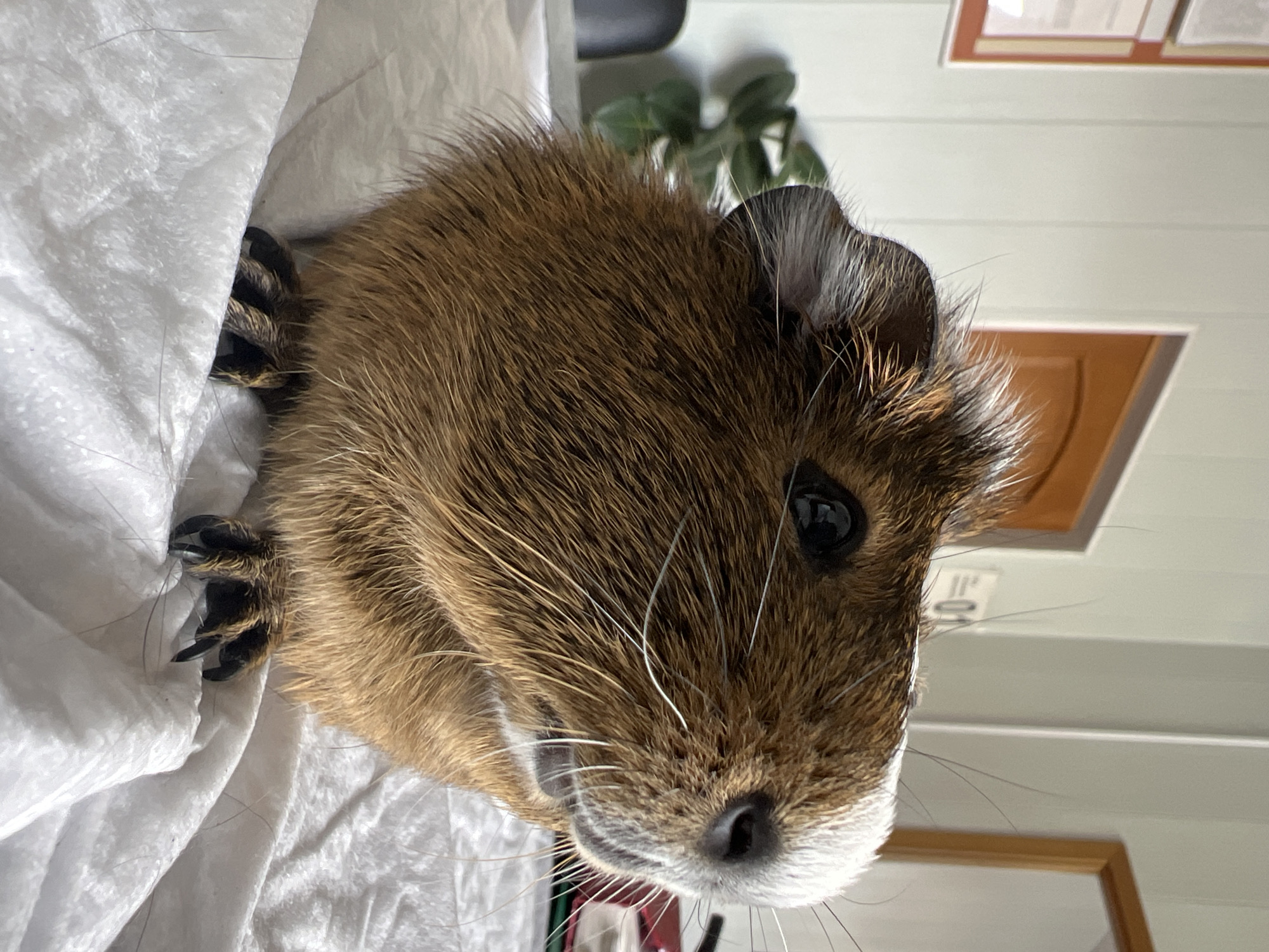 A guinea pig is positioned on a white textured surface, likely a bed or blanket. The guinea pig is predominantly brown with white markings on its face. Its eyes are dark and alert, and its whiskers are prominent. The background is slightly blurred, showing a wall with vertical paneling, a wooden door, and a framed picture. A green plant is visible to the left, and a stack of books or papers can be seen on the right. The lighting suggests an indoor environment. There is no indication of the city of Lipetsk, Russia, or any other specific geographical location.