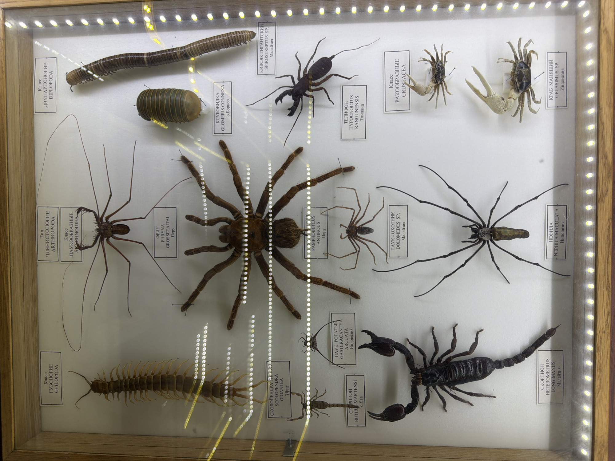 The image displays a framed collection of preserved insects and arthropods, meticulously arranged within a display case. The collection is illuminated by a series of small, bright lights bordering the case. Each specimen is accompanied by a small label providing its classification and origin, written in Russian.
Prominently featured is a large, dark scorpion in the lower left quadrant, labeled "СКОРПИОН HETEROMETRUS LONGIMANUS Малайзия" (Scorpion Heterometrus longimanus Malaysia). To its right, a sizable tarantula occupies the center of the frame. Above the scorpion, a centipede is positioned vertically on the left side, identified by a label reading "Класс ГУБОНОГИЕ CHILOPODA" (Class Chilopoda).
Other specimens include a millipede and a pill bug-like creature in the upper right, a whip spider with long, thin legs in the upper middle, and a smaller spider with a distinctive head structure below the whip spider. In the lower right, two small crabs are displayed, labeled "КРАБ МАНЯЩИЙ GELASIMUS SP. Индонезия" (Fiddler Crab Gelasimus sp. Indonesia).
The overall environment appears to be an indoor display, likely a museum or a private collection, given the professional arrangement and labeling of the specimens. The lighting suggests a deliberate setup to showcase the collection. The image does not contain any contextual information linking it to the city of Akatovo, Russia.