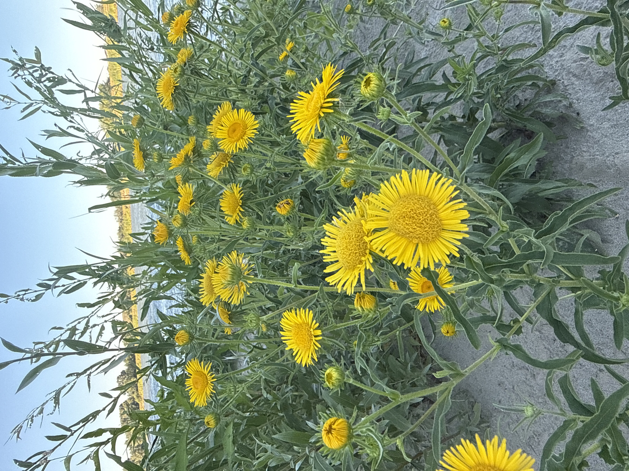 The image depicts a cluster of bright yellow flowers, possibly fleabane, growing along a sandy embankment by a body of water. Tall green reeds and grasses frame the flowers and the water in the background. The sky above is a clear, pale blue. The scene appears to be a natural landscape, possibly along the Irtysh River in Pavlodar, Kazakhstan, given the context provided. There are no people or man-made objects clearly visible in the image. The overall impression is one of a serene, natural setting.