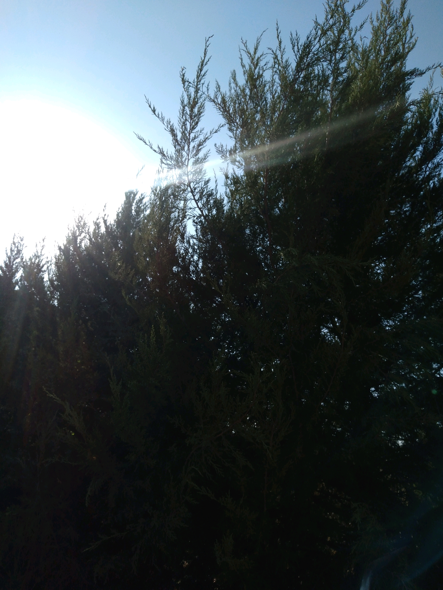 In Baki, Uzbekistan, this image captures a sunlit sky with trees in the foreground. The sun's bright rays create lens flare across the scene, illuminating the branches and leaves of the dense evergreen trees. The sky is clear and blue, with the sun positioned in the upper left quadrant, casting a bright glow that partially obscures the view of the foliage. The overall impression is one of natural light interacting with plant life against a backdrop of a clear sky.