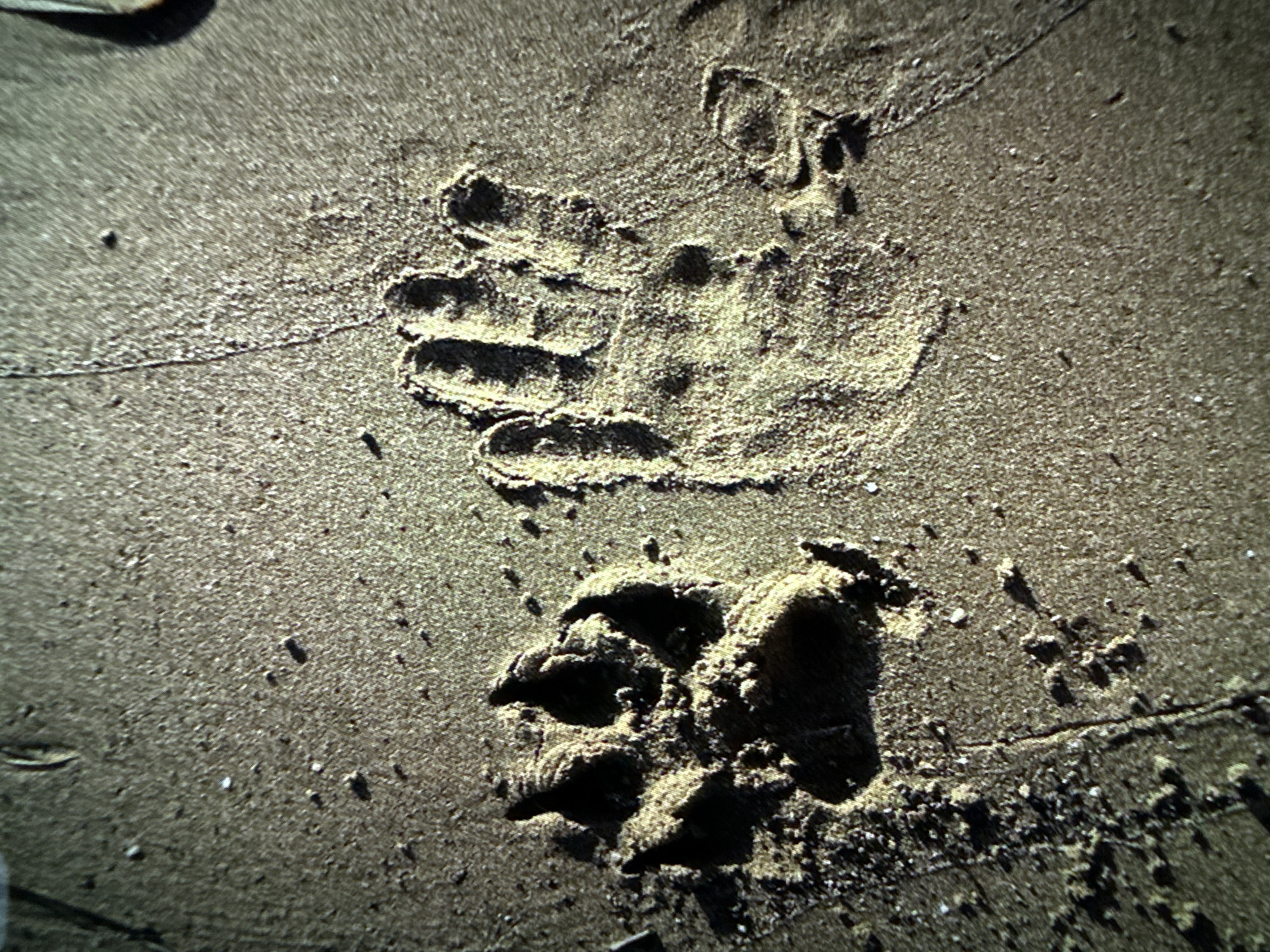 The image shows two impressions in sand, likely located on a beach. The larger impression is roughly hand-shaped, with discernible finger indentations. The smaller impression below it appears to be a canine paw print. The sand is damp and slightly compacted. Small dark pebbles or debris are scattered around the impressions. The location is Unknown, Unknown.