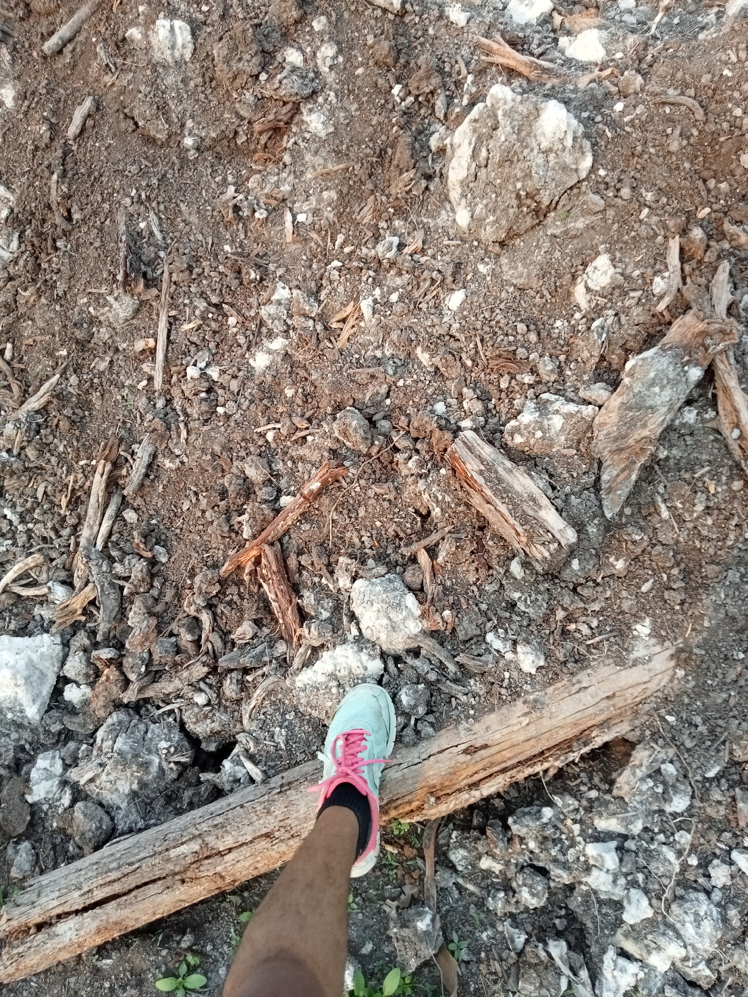 The image shows a close-up, top-down view of a person's leg and foot stepping over a fallen log in Teluk Kenidai, Indonesia. The ground is covered in dirt, small rocks, and fragmented pieces of wood. The person is wearing a light blue athletic shoe with pink laces and a black sock. The log is weathered and appears to be dry. The background consists of more of the rough, uneven terrain.