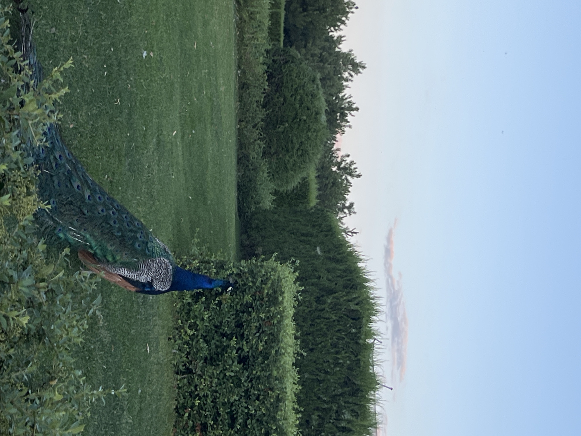 A male peacock with iridescent blue and green plumage stands in a grassy yard. Its long tail feathers are partially visible, fanned out behind it. The peacock is facing away from the camera, looking towards a backdrop of lush green hedges and trees. The sky above is a pale blue with a few wispy clouds tinged with pink. The scene appears to be a garden or park setting, with well-maintained landscaping. No specific location in Dnipro, Ukraine is identifiable from the image itself.