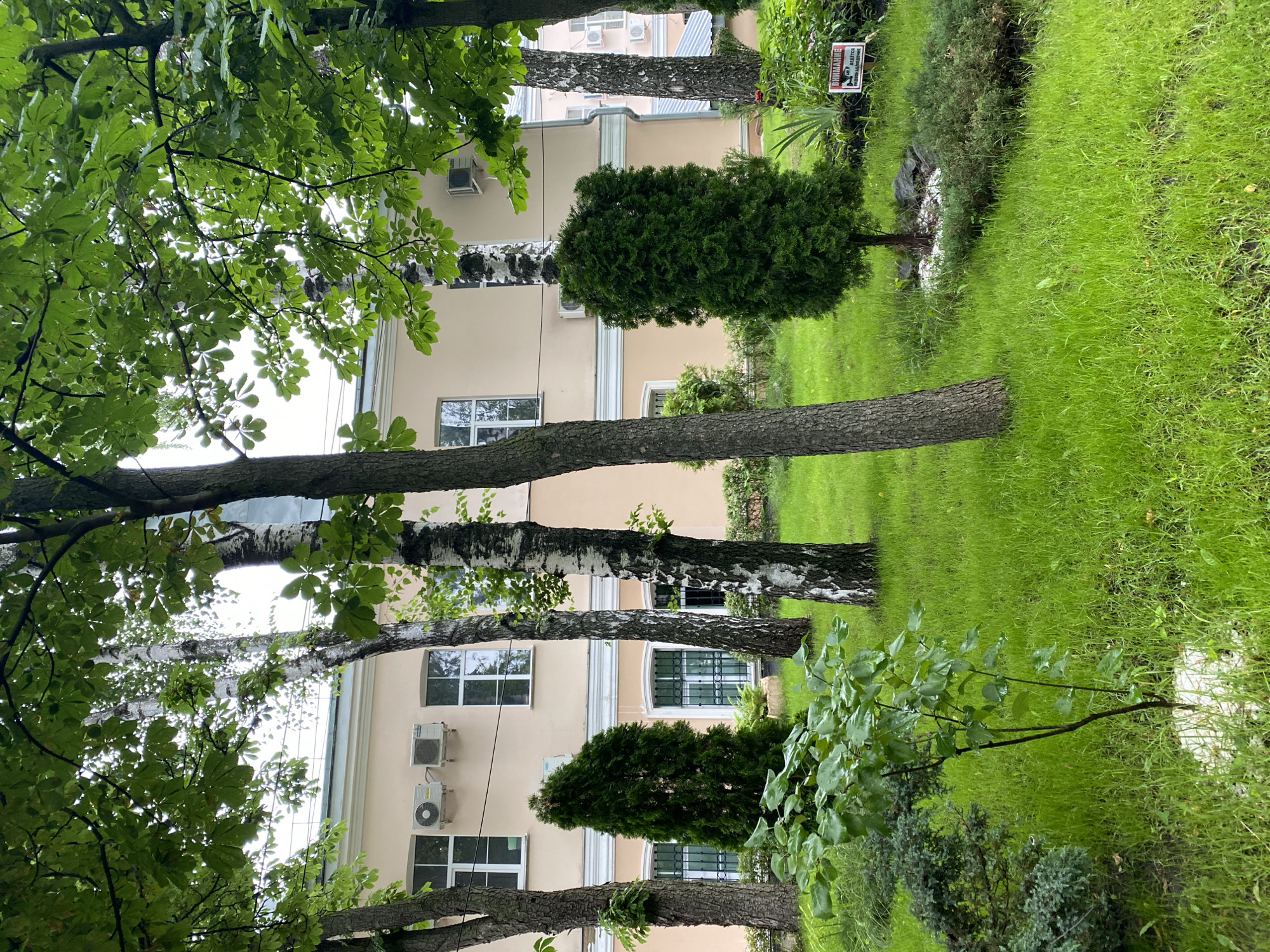 The image depicts an outdoor scene with a building in the background and a lawn in the foreground. The building appears to be a multi-story structure with a light-colored facade, windows with white frames, and air conditioning units mounted on the exterior walls. Several trees with green foliage are scattered throughout the scene, with their branches partially obscuring the view of the building. The foreground is dominated by a lush green lawn, which appears slightly wet, suggesting recent rain or dew. There are also some smaller evergreen bushes and trees.
In the mid-ground, a conical evergreen tree stands out against the lawn and the building. Several tree trunks are visible, with some exhibiting the characteristic white bark of birch trees. The lighting suggests it might be daytime, possibly overcast, as there are no strong shadows. The overall mood of the image is serene and natural.
On the right side of the image, a small red sign is visible on a post, attached to a bush. The sign has white text on a red background. Although partially obscured and rotated, it appears to be a warning sign, possibly indicating a restricted area or a hazard. The text on the sign is in Cyrillic script. The location is identified as Novaya Usman', Russia. There are no people visible in the image, and no specific activity or event is taking place.