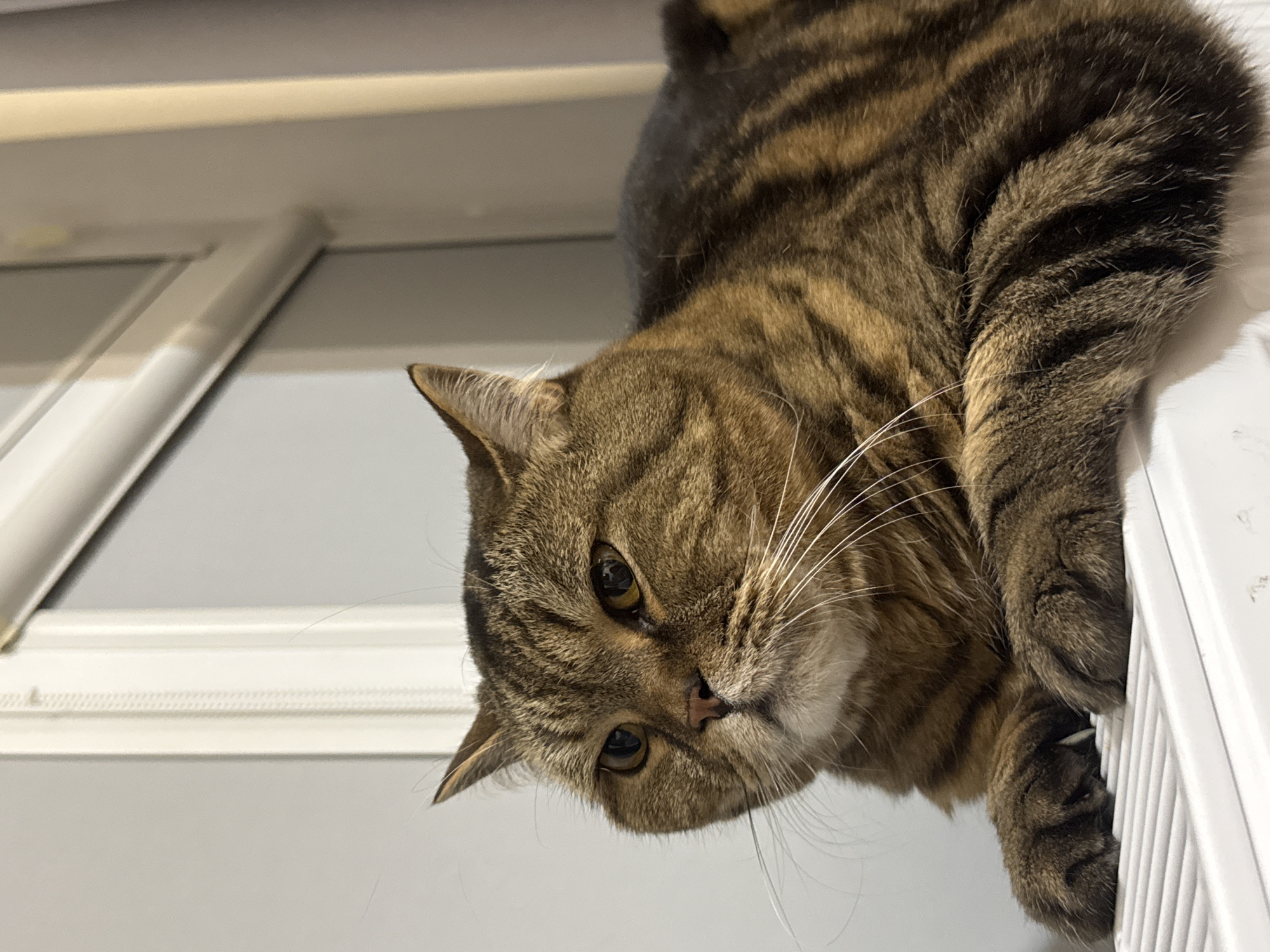 A close-up, low-angle shot captures a brown tabby cat with a round face and yellow eyes lying on a white radiator in an indoor setting. The cat's fur displays dark stripes against a lighter brown background. Its front paws are resting on the radiator's slatted surface. The background features a light gray wall and a white window frame.