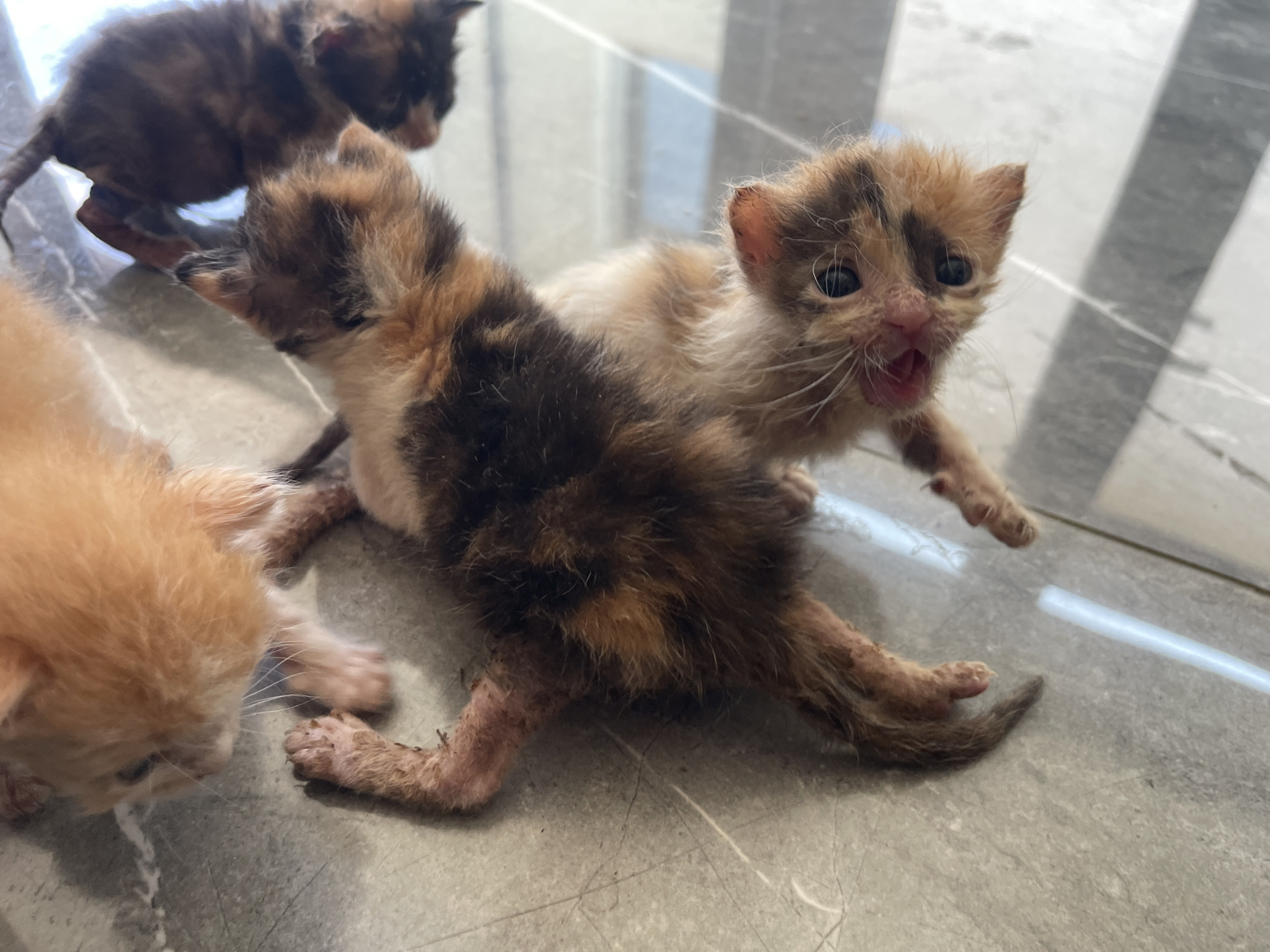 In Karlovo, Bulgaria, on a tiled floor, three very young kittens are the subjects of this photograph. One kitten, primarily orange with brown markings, is in the foreground, facing the camera with its mouth open. Another kitten, with calico markings, is partially visible in the middle ground, looking towards the left. A third calico kitten is in the background, positioned above and behind the other two. The kittens appear to be lying on the floor, with visible portions of their paws and tails. The lighting suggests an indoor environment.